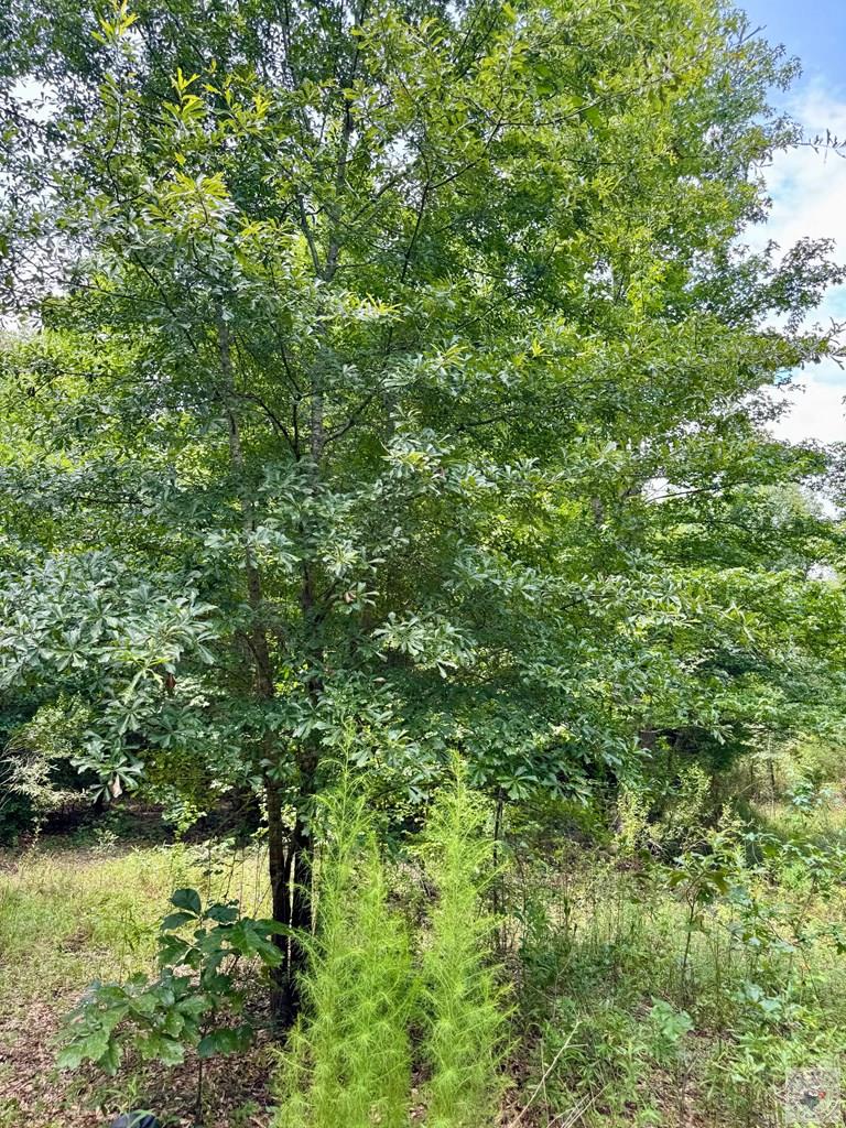 0001 County Road 3885 Property Photo 12