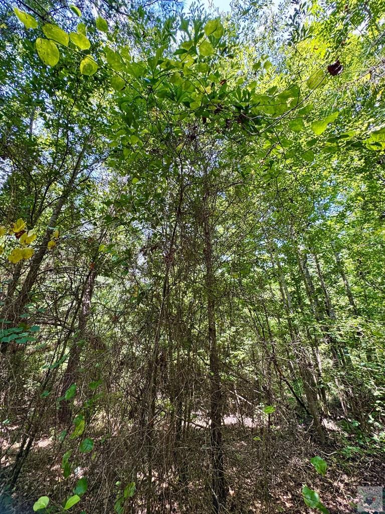 0001 County Road 3885 Property Photo 15