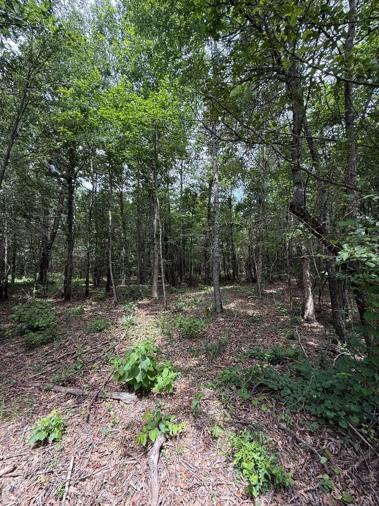 4529 Parker Ln Property Photo 9