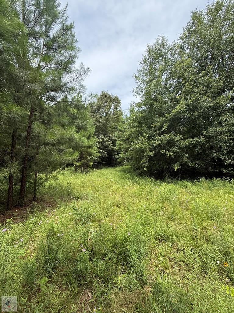4529 Parker Ln Property Photo 11