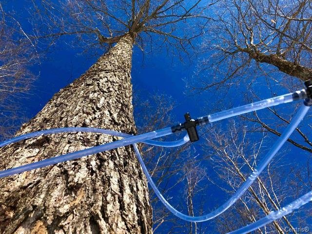 Ch. Des Cumulus Property Photo 10