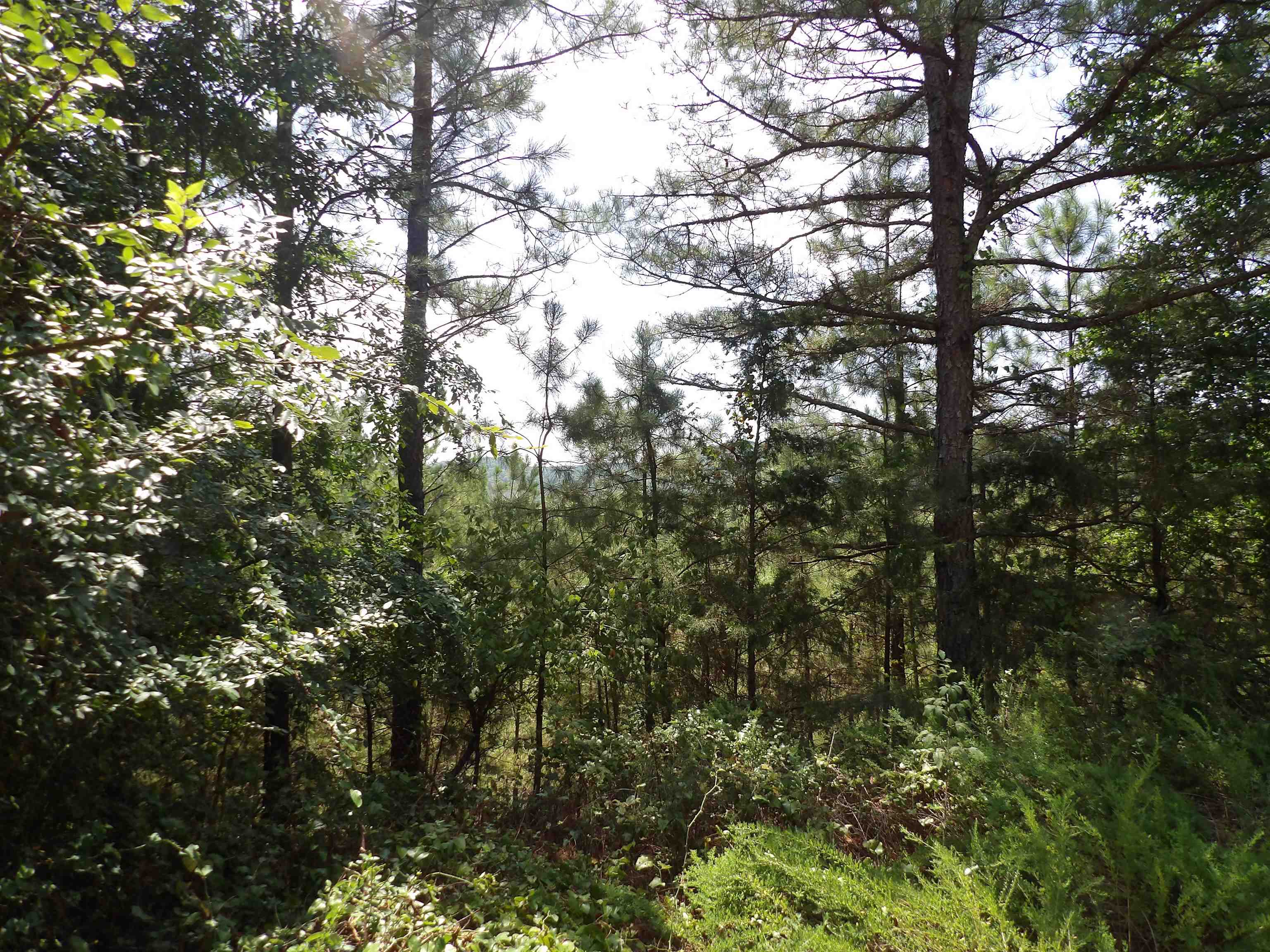 1608 County Road 3594 Property Photo 3