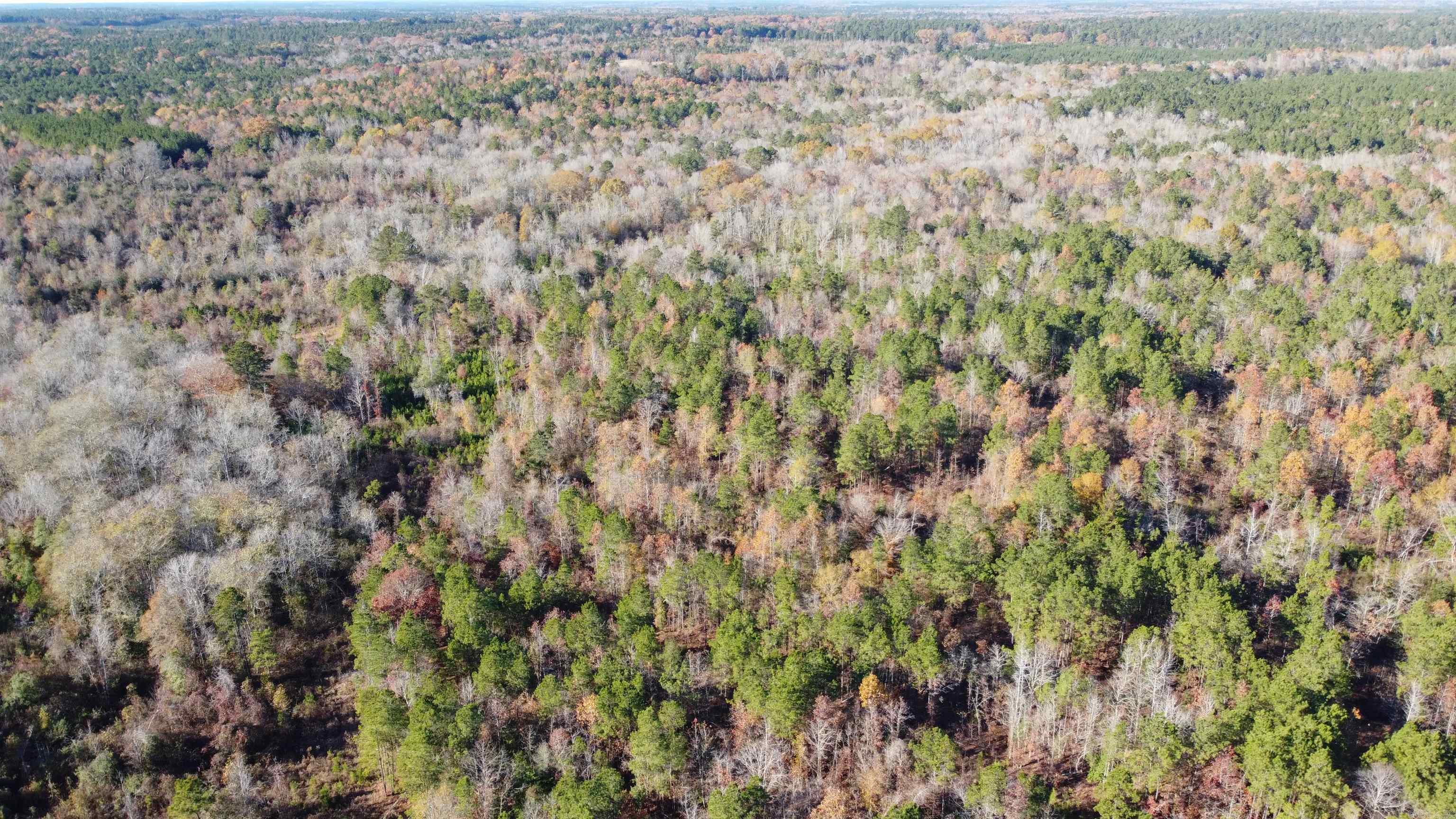 40 Acres Ouachita 82 Road Property Photo 3
