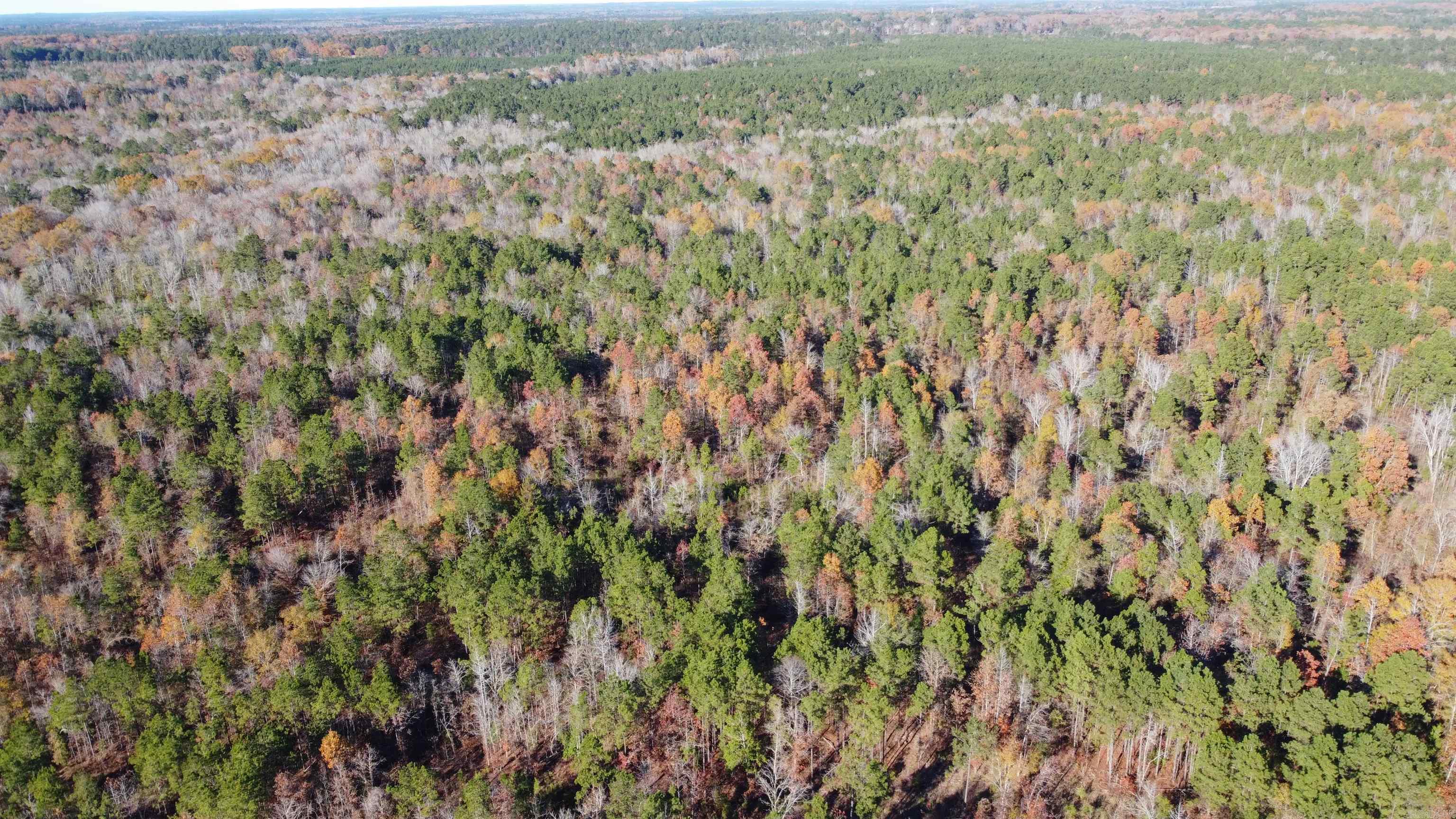 40 Acres Ouachita 82 Road Property Photo 4