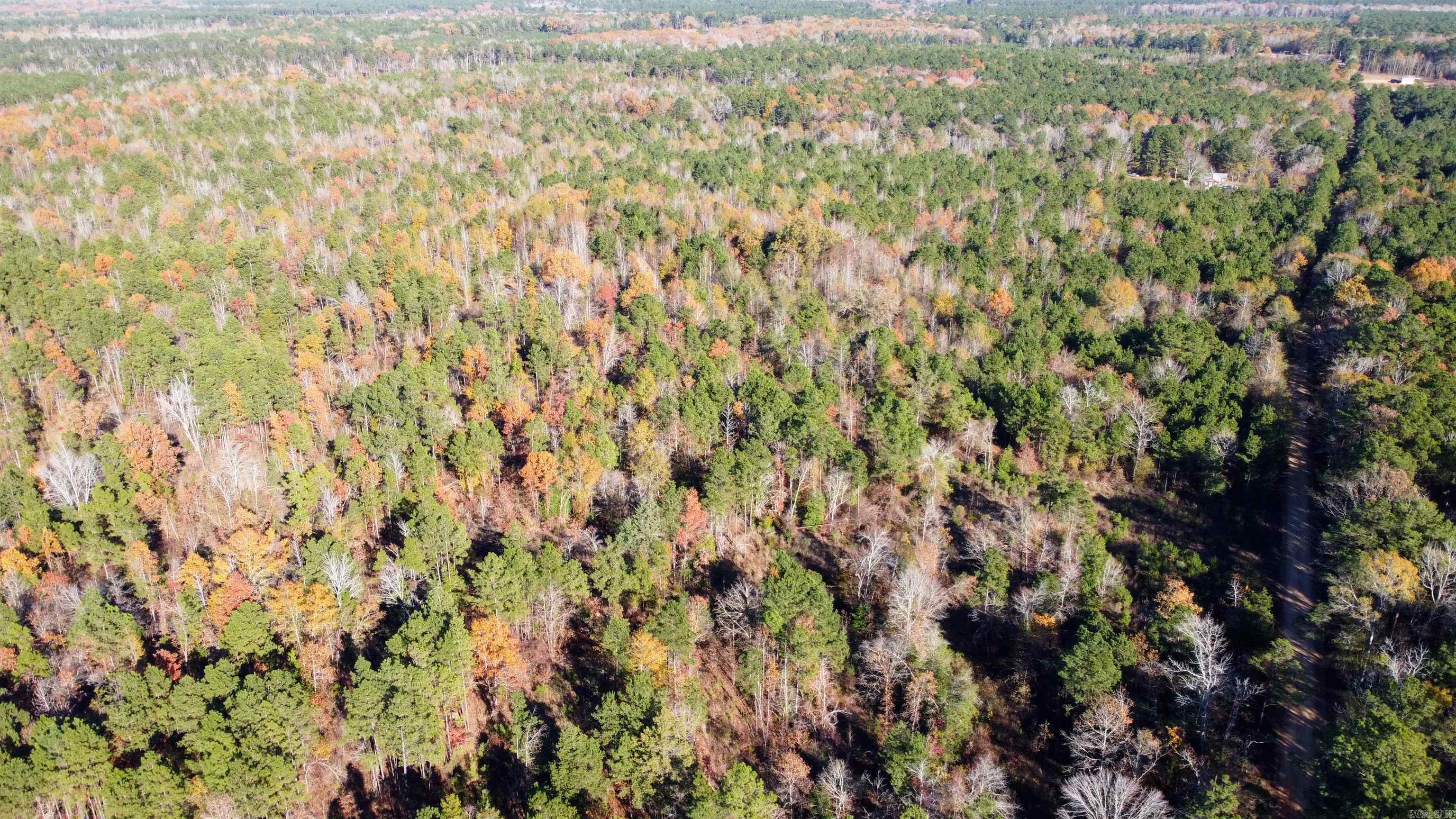40 Acres Ouachita 82 Road Property Photo 6