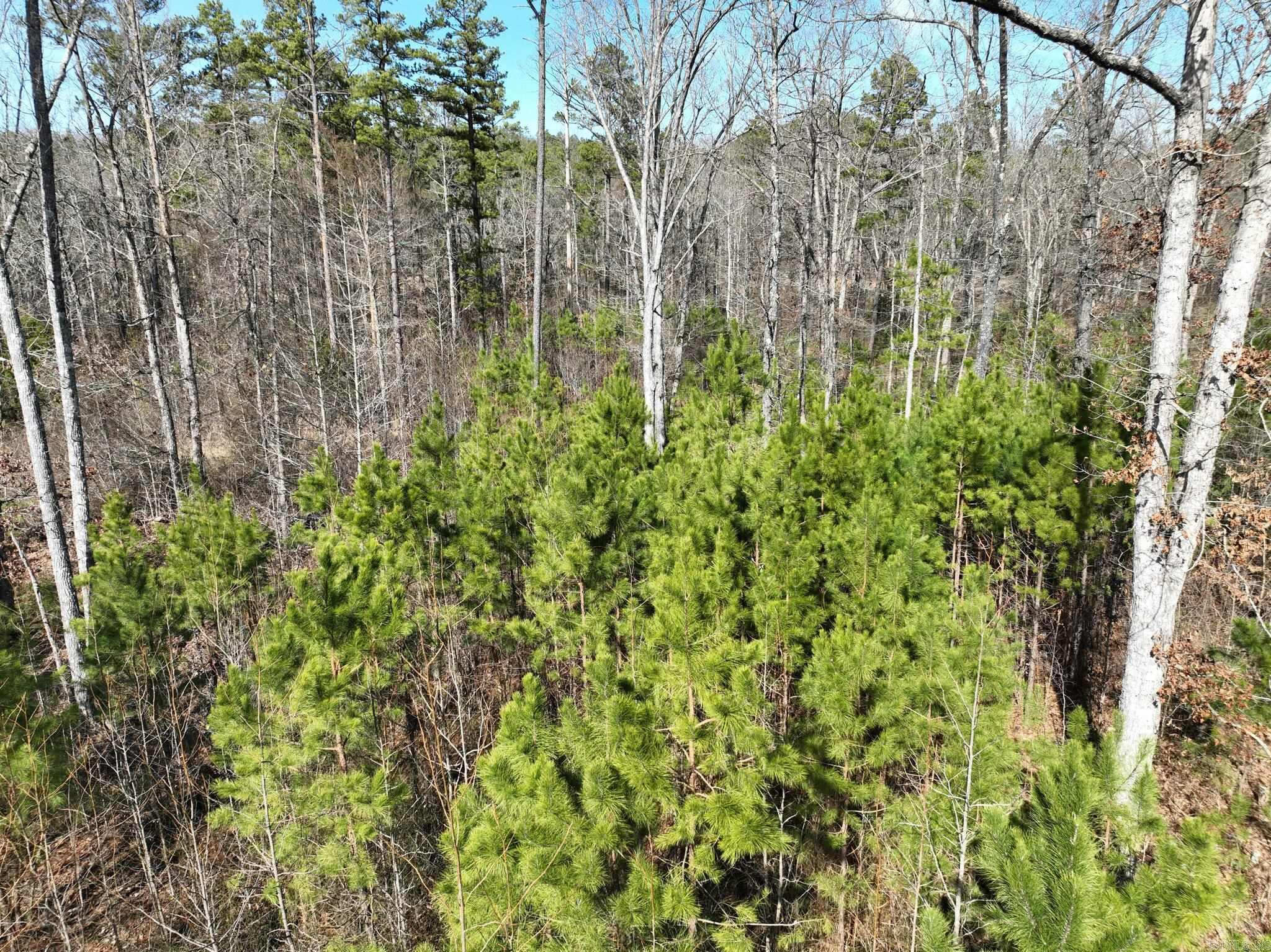 Tract 11 Big Fork Mountain Valley Lane Property Photo 6