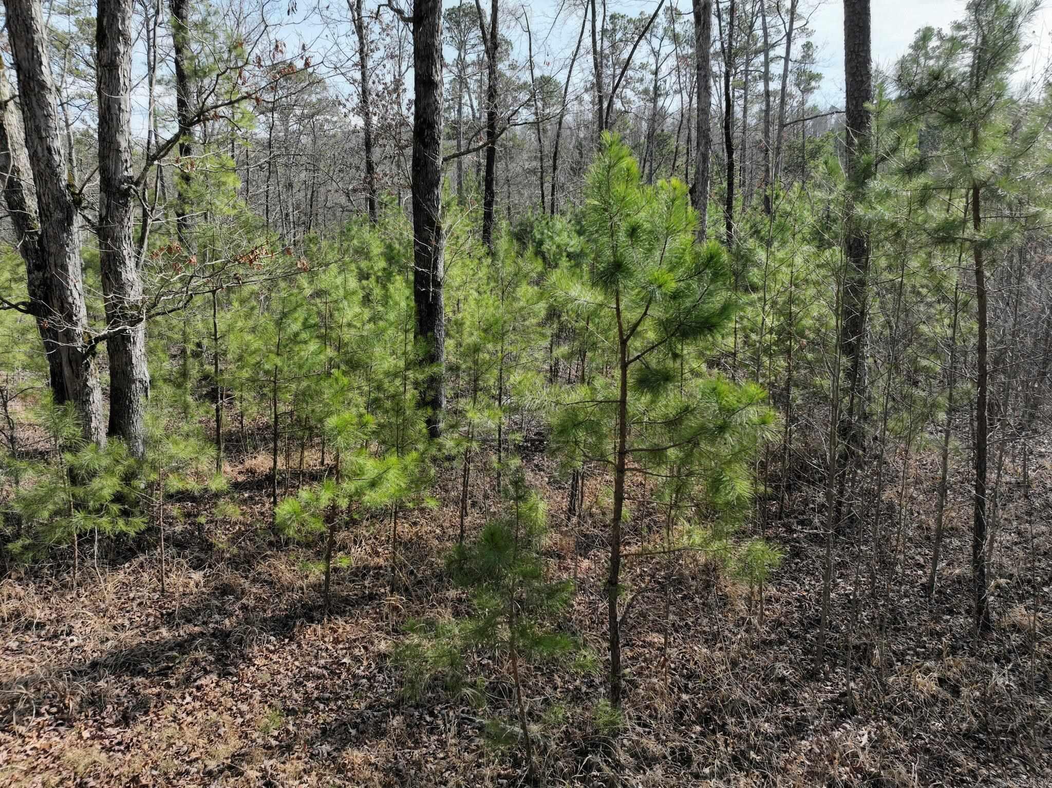 Tract 11 Big Fork Mountain Valley Lane Property Photo 10