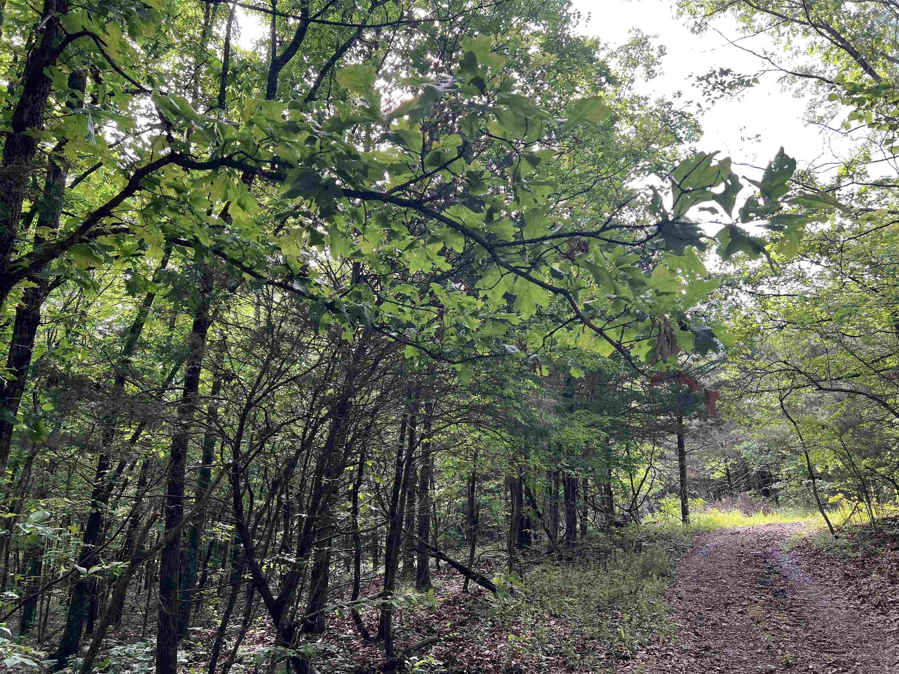14.94 Acres On Meadow Creek Drive Property Photo 12