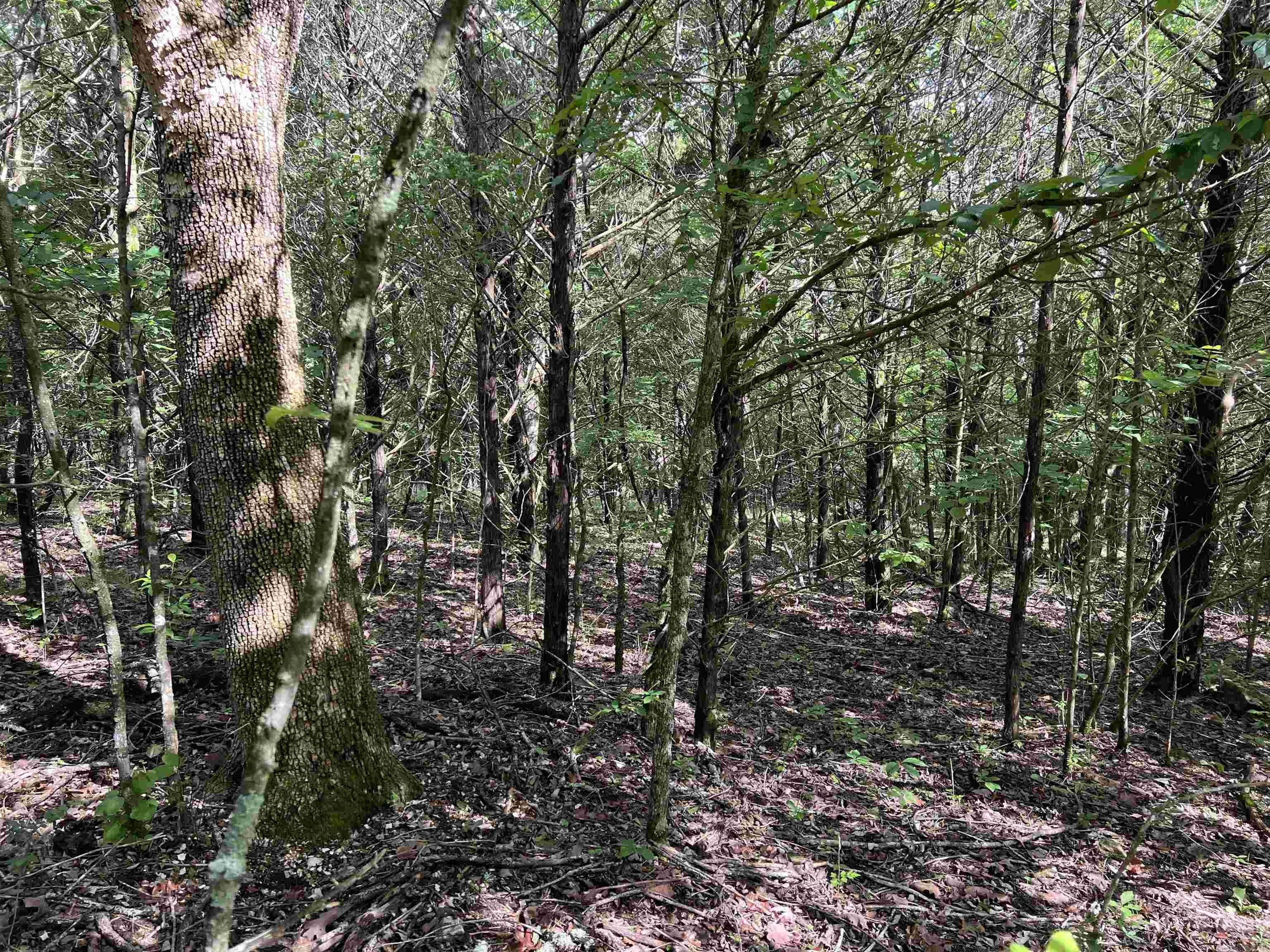 14.94 Acres On Meadow Creek Drive Property Photo 15