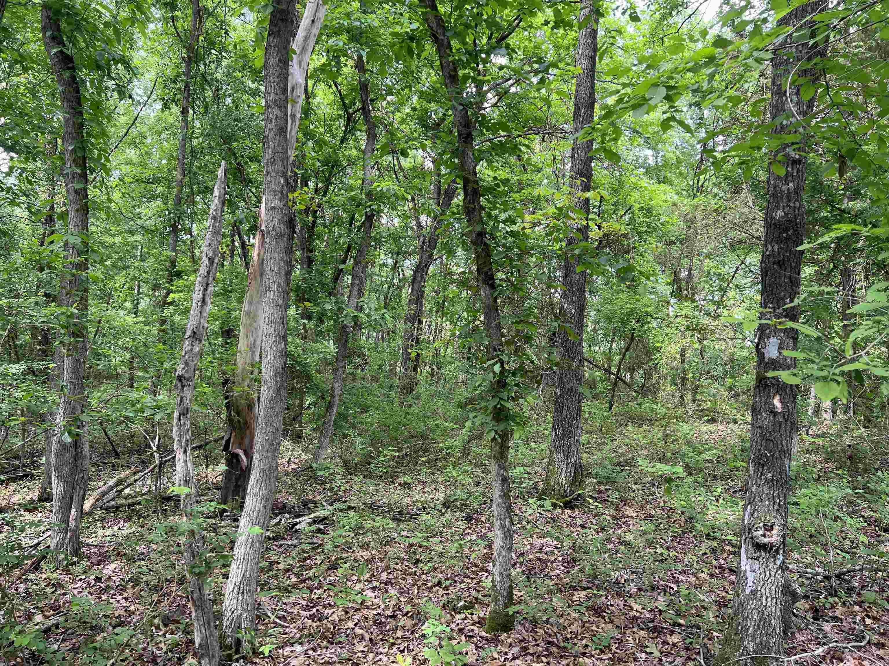 8.72 Acres On Meadow Creek Drive Property Photo 6