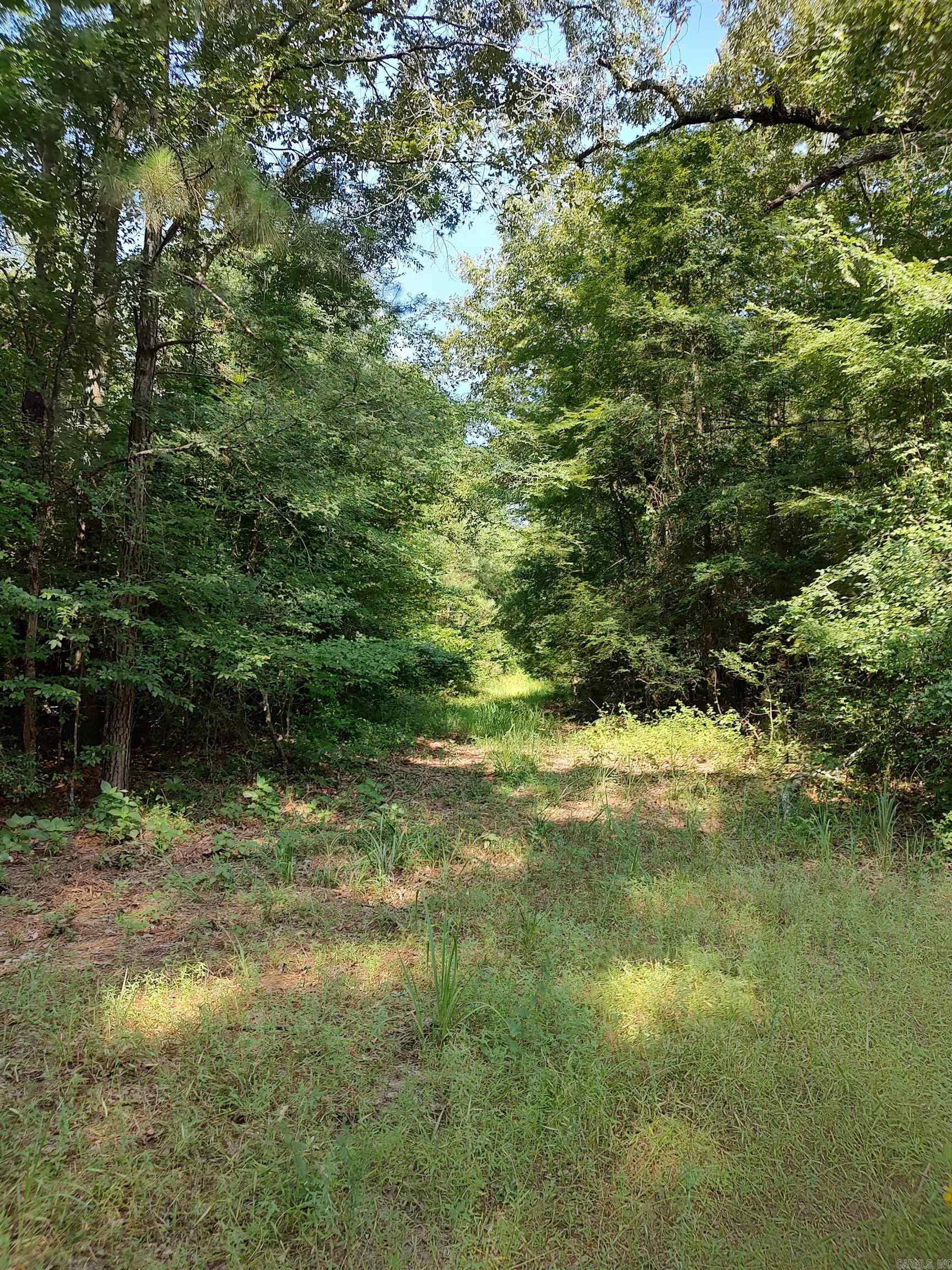 80 Acres Calhoun 199 Road Property Photo 3