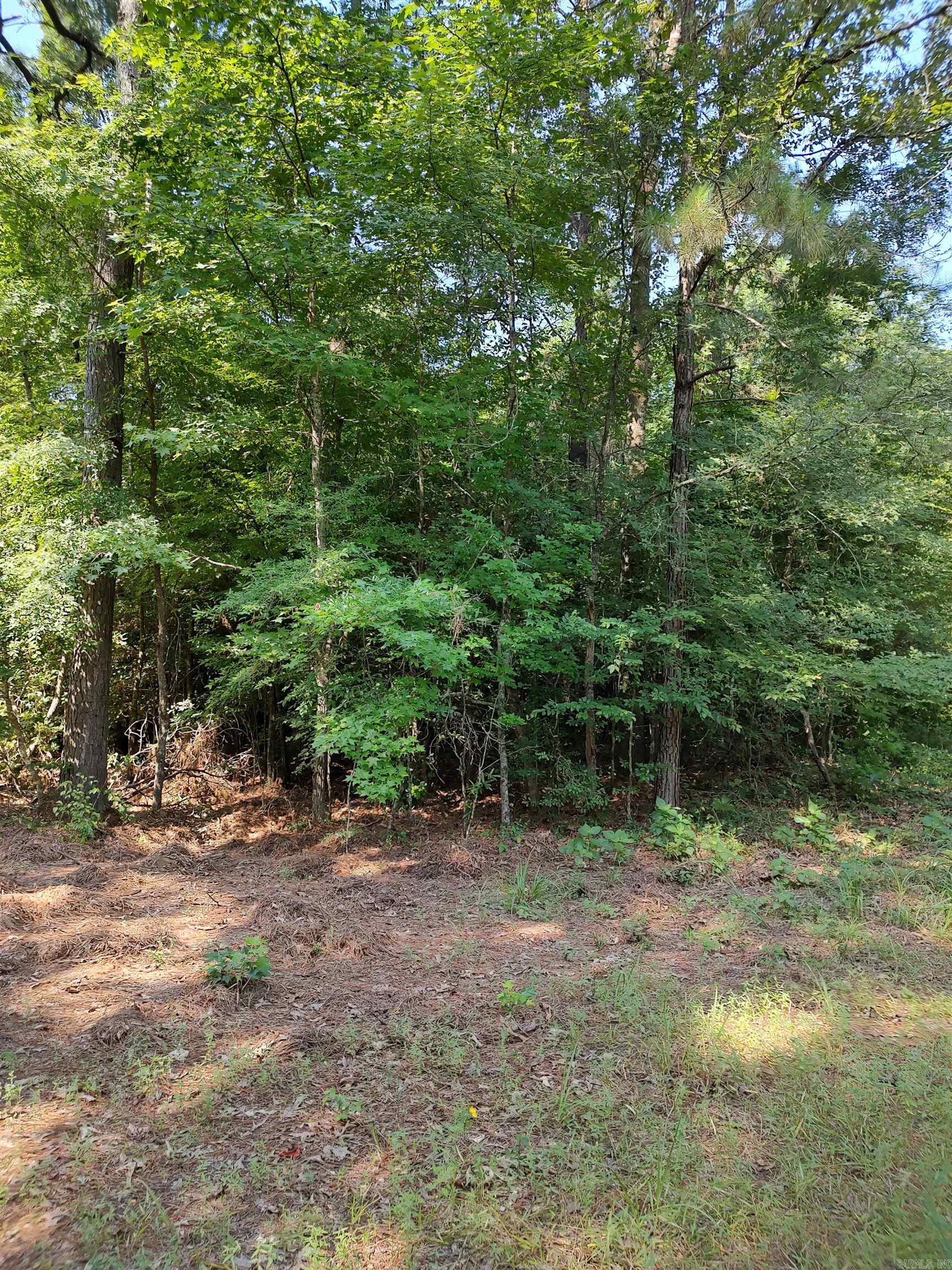 80 Acres Calhoun 199 Road Property Photo 4