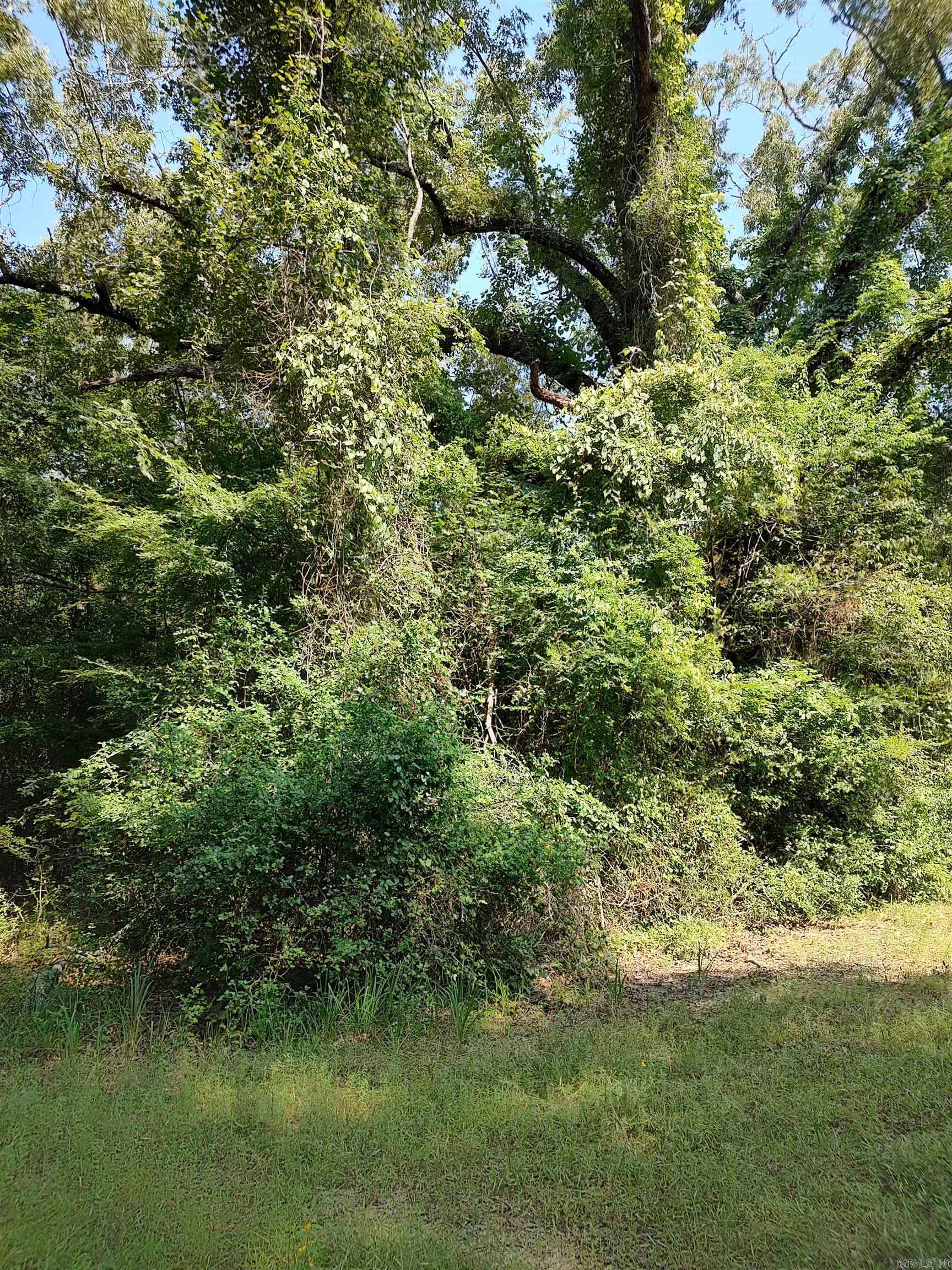 80 Acres Calhoun 199 Road Property Photo 5