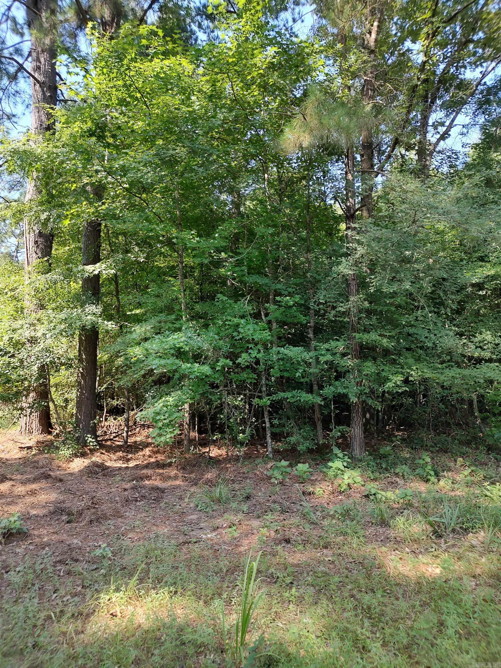80 Acres Calhoun 199 Road Property Photo 7