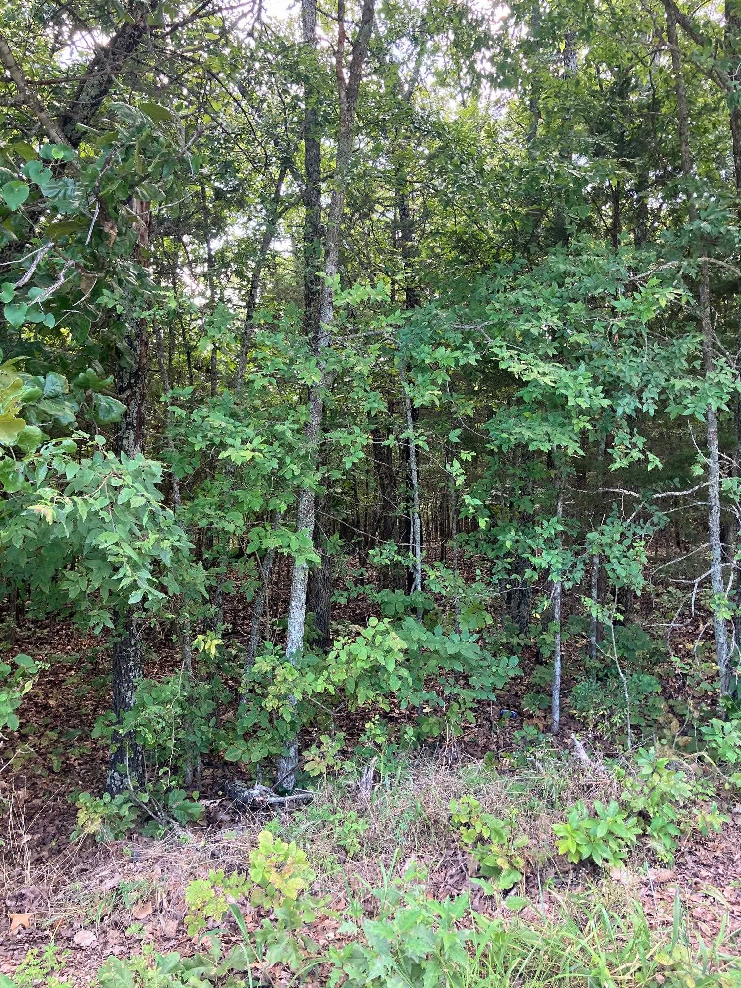 Tbd Larkspur Lane Property Photo 1