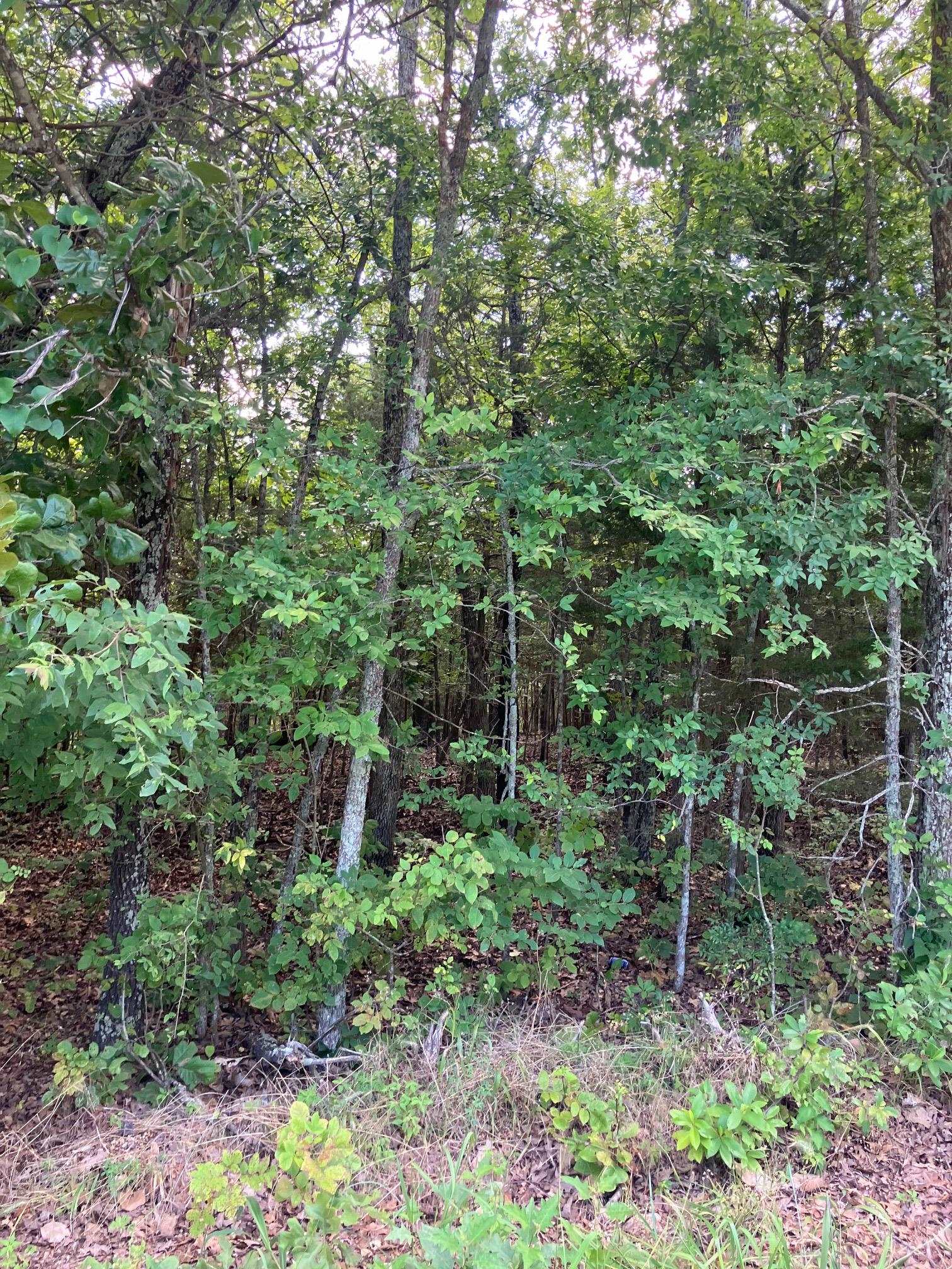 Tbd Larkspur Lane Property Photo 3