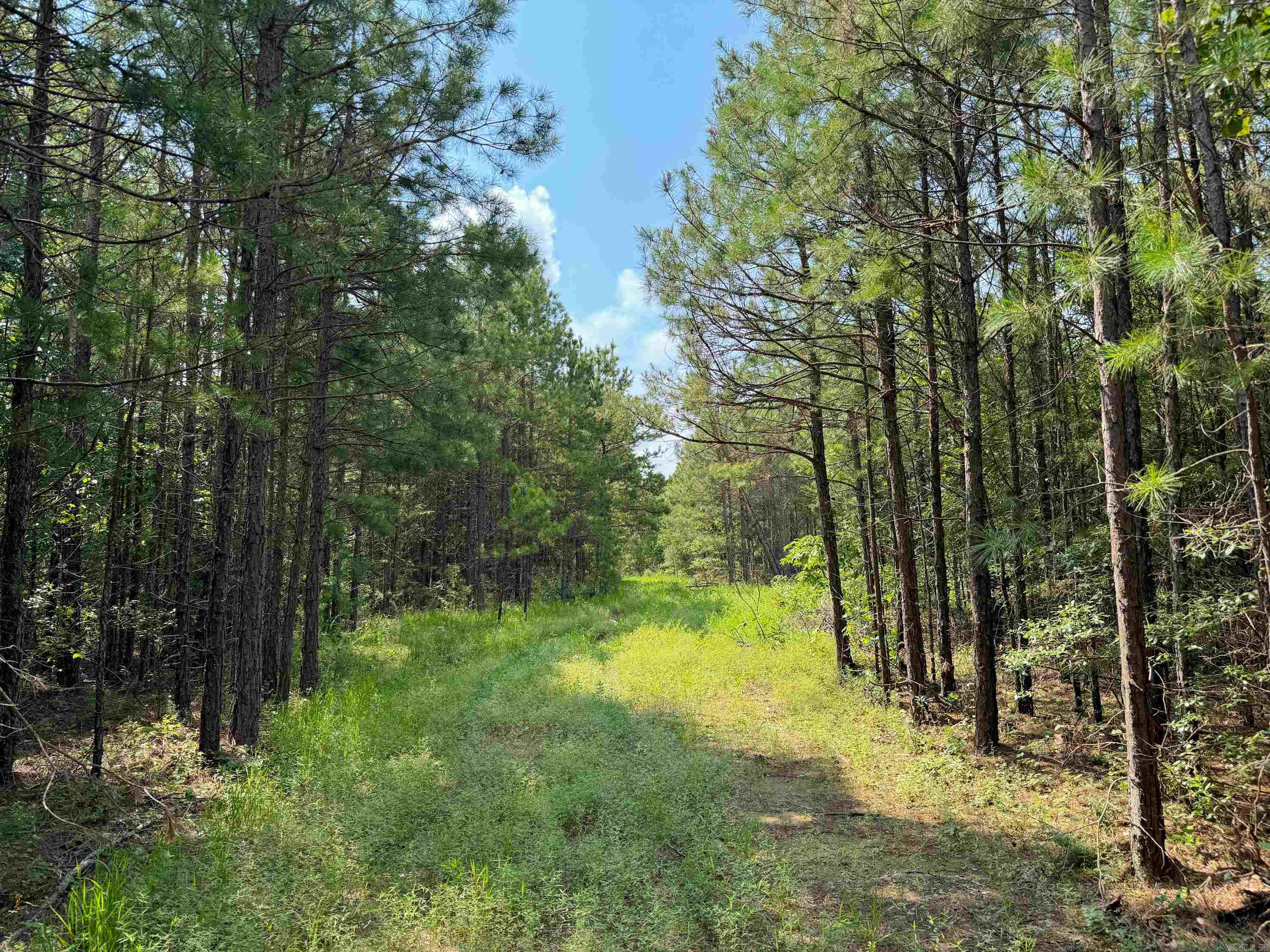 1300 Scroggins Creek Road Property Photo 18