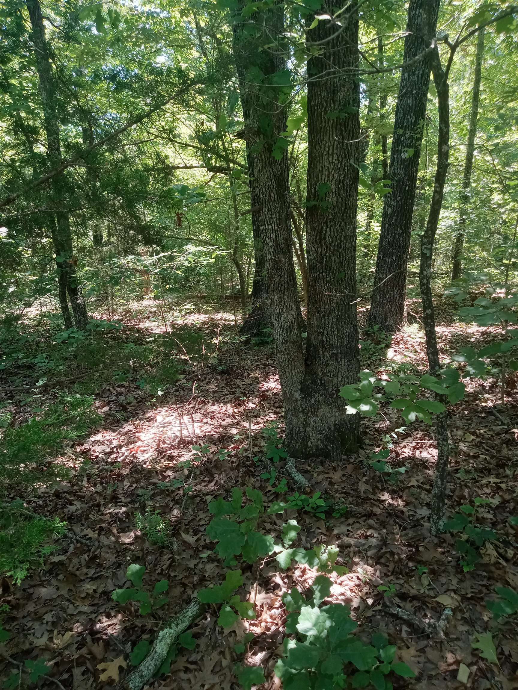 208 Orchard Ln Property Photo 2