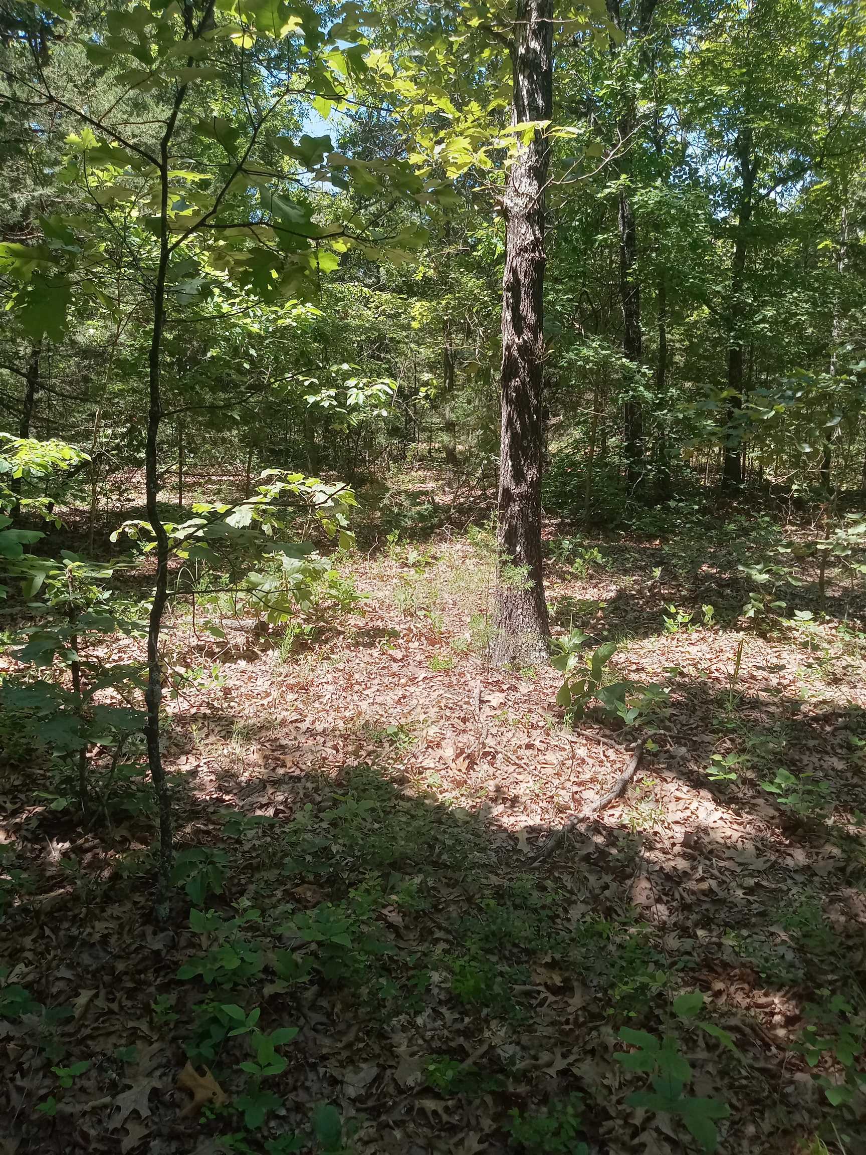 208 Orchard Ln Property Photo 3