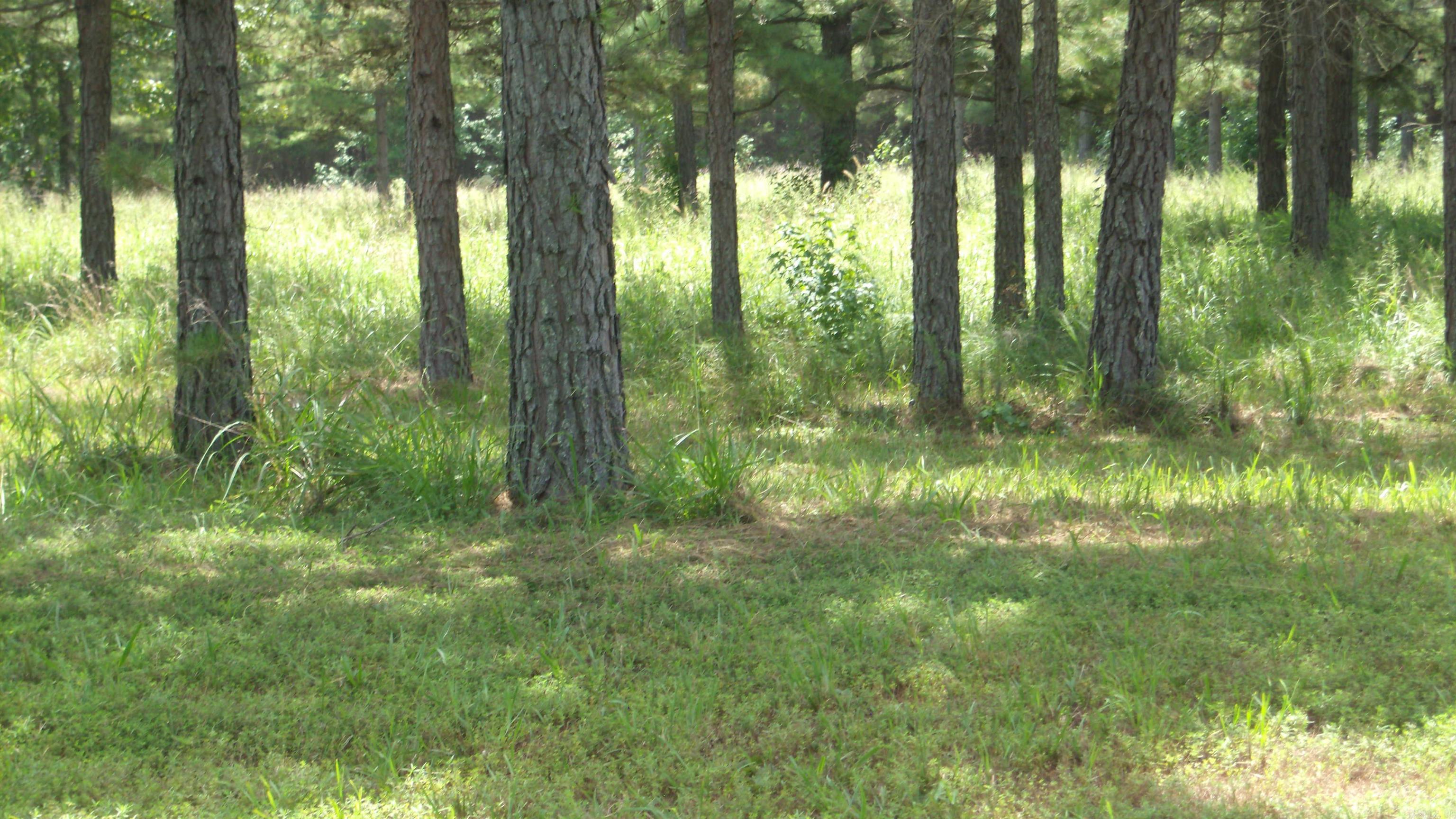00 Morgan Rd Property Photo 18