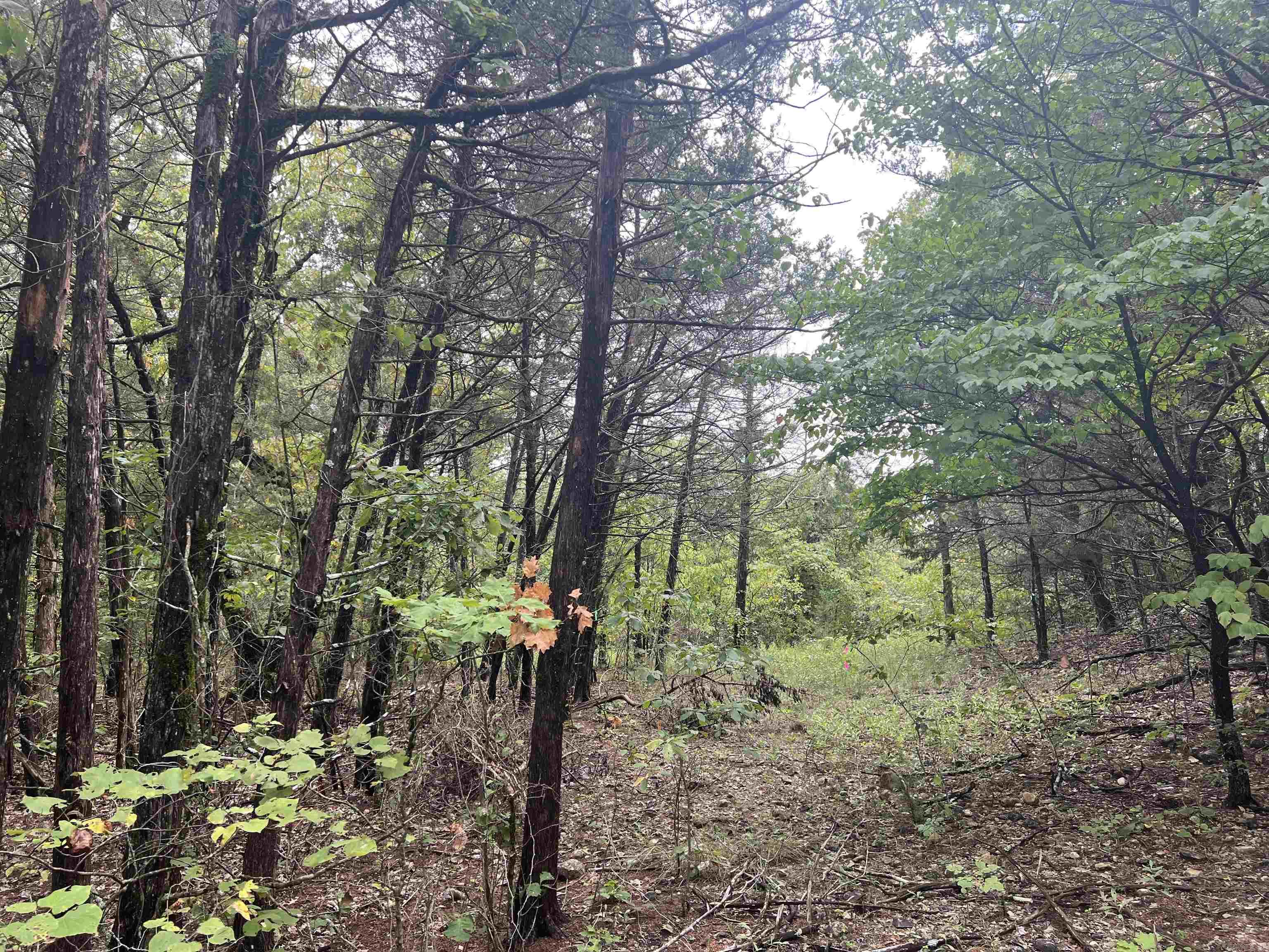 Grassy Gap Road Property Photo 1