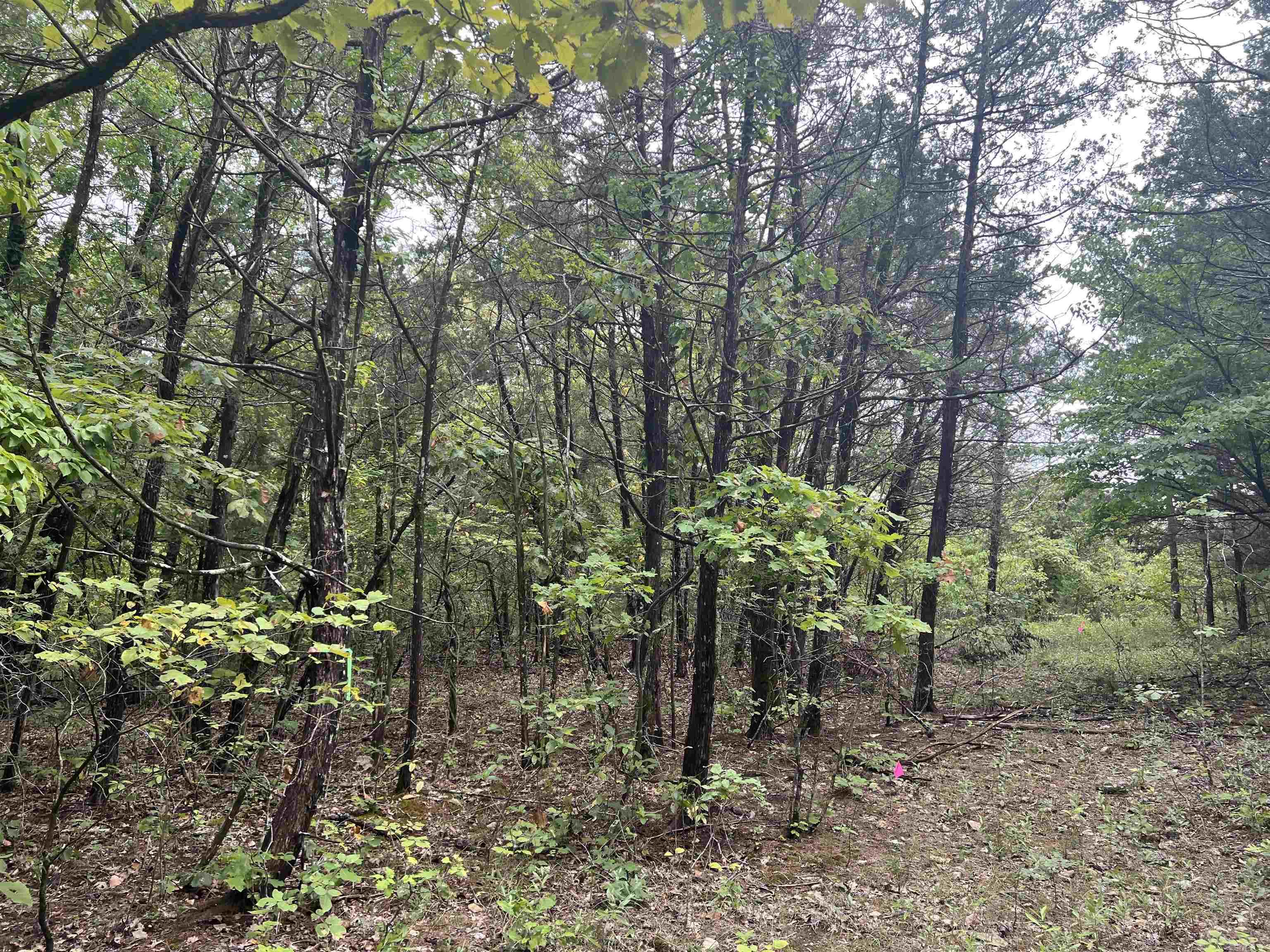 Grassy Gap Road Property Photo 6