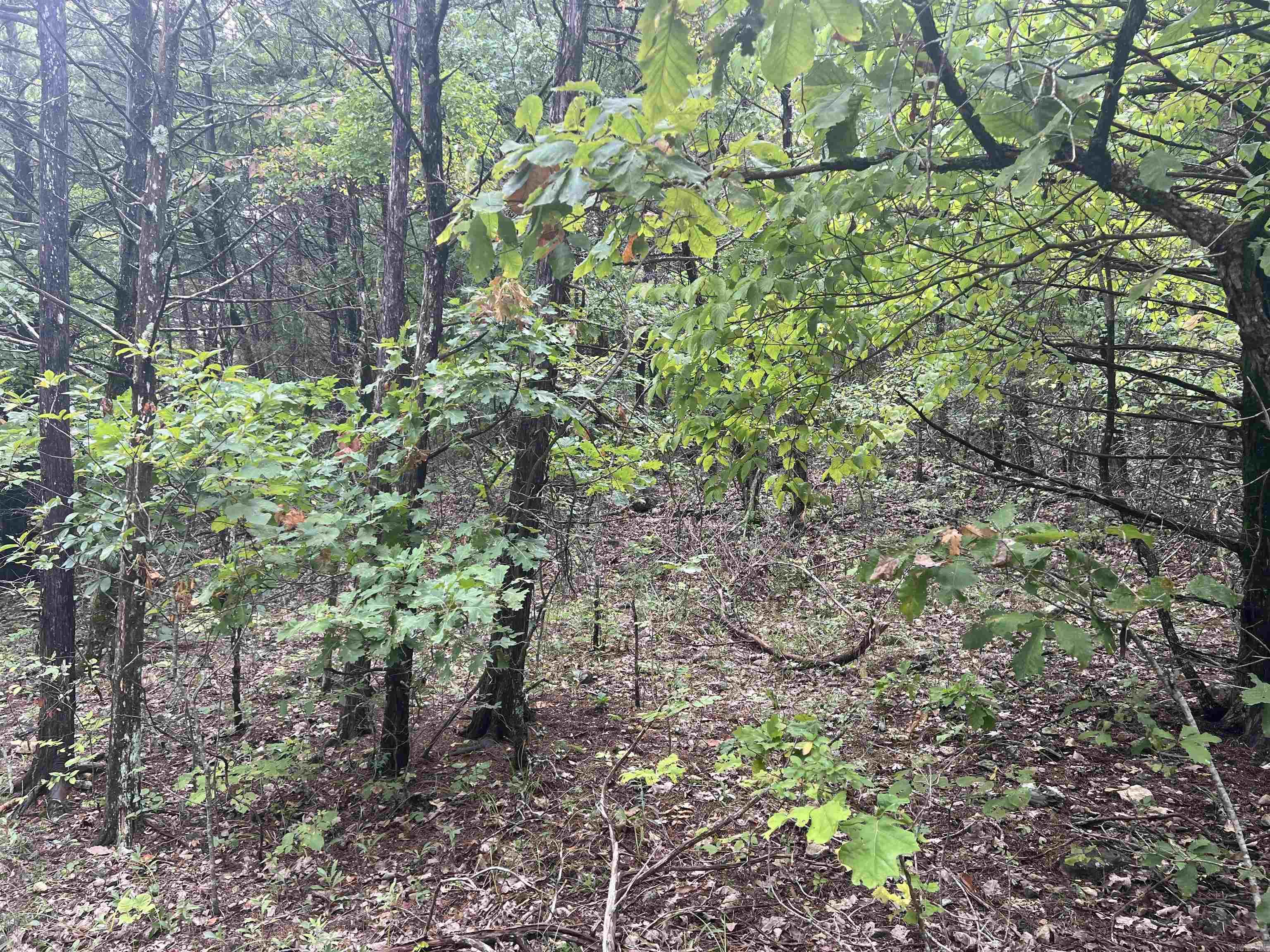 Grassy Gap Road Property Photo 7