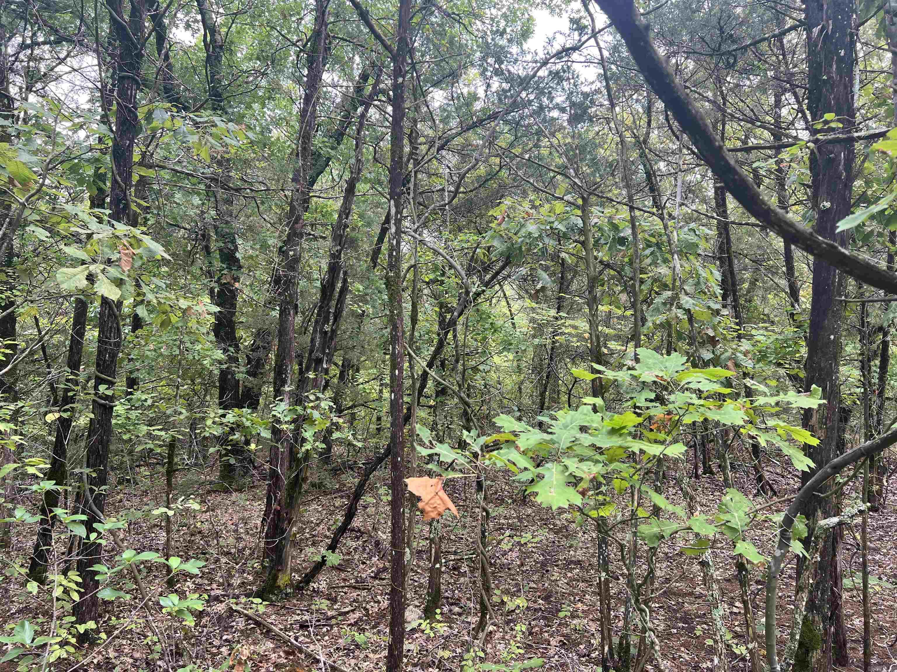 Grassy Gap Road Property Photo 8