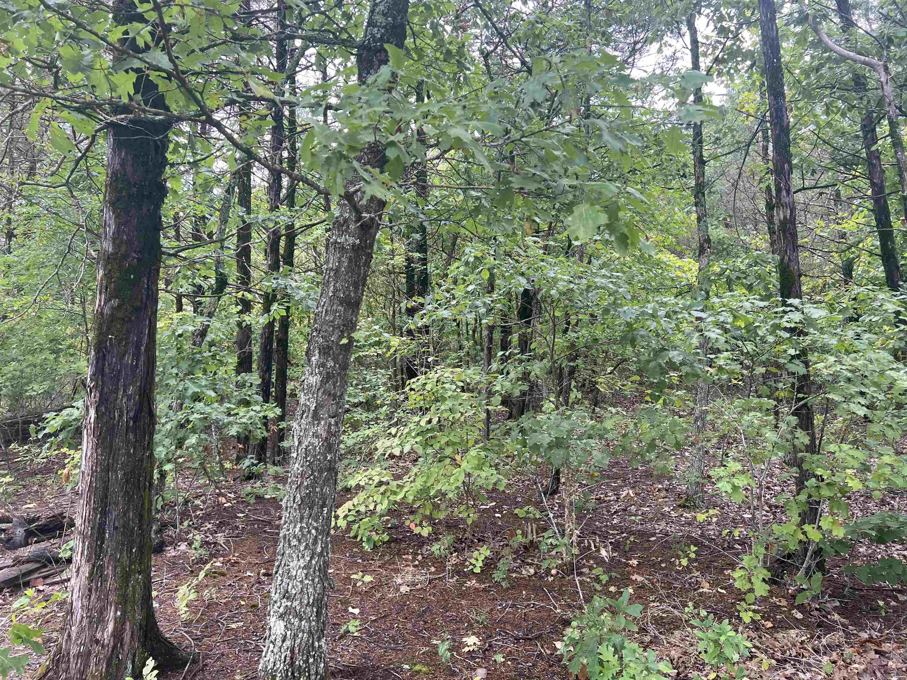 Grassy Gap Road Property Photo 10