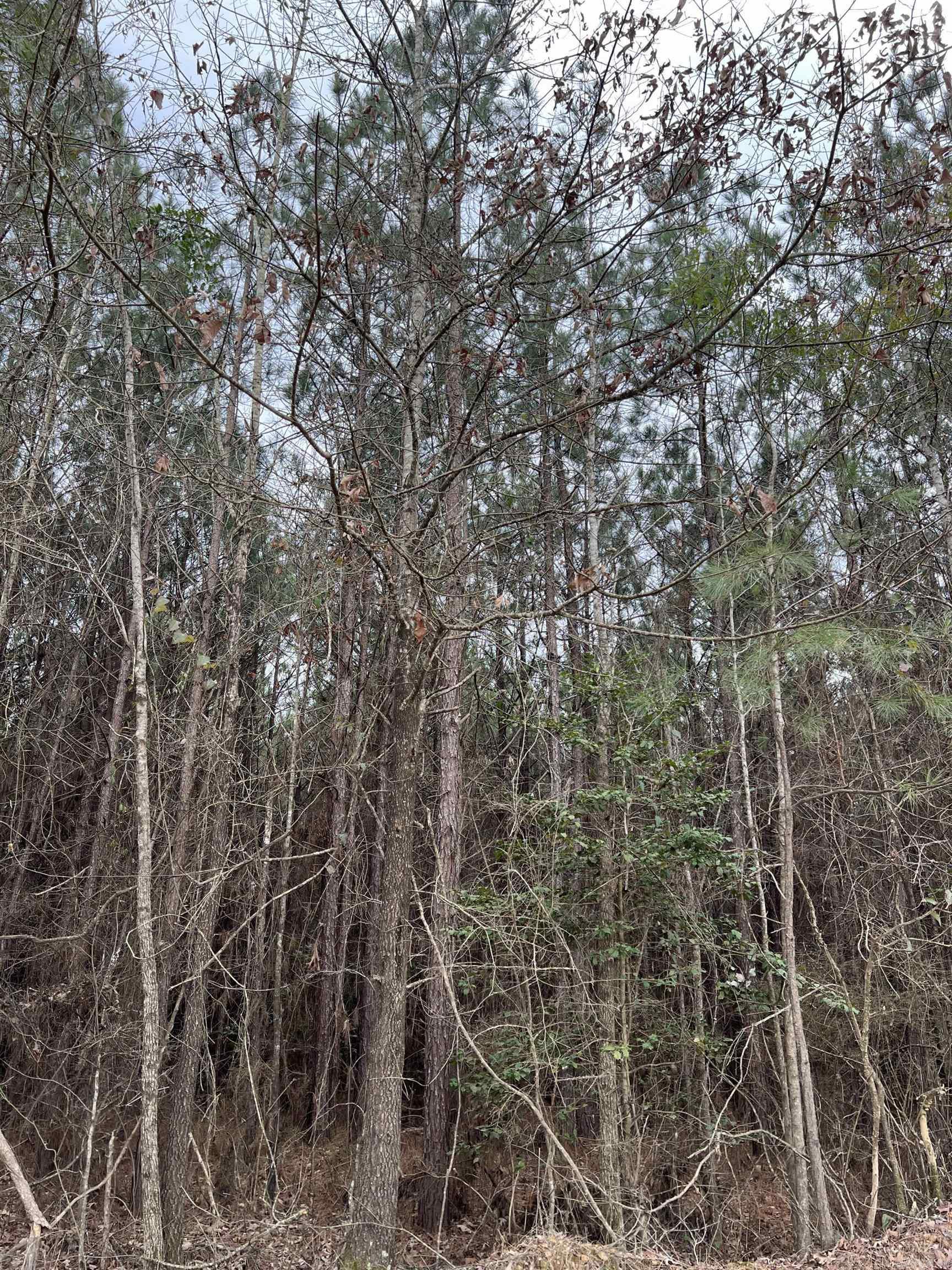 Sparkman East 25 Property Photo 4
