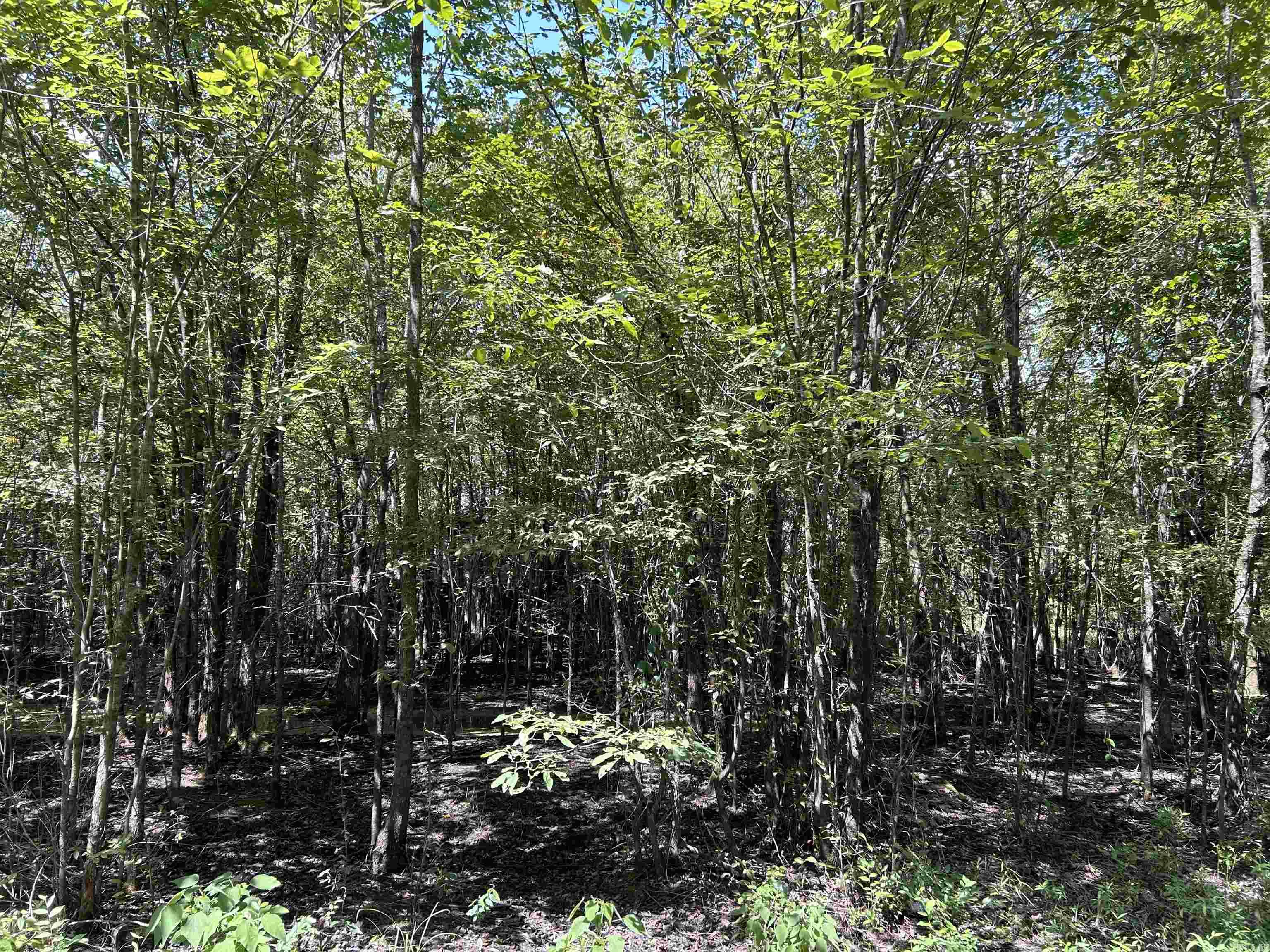 0 Padgett Rd Property Photo 2