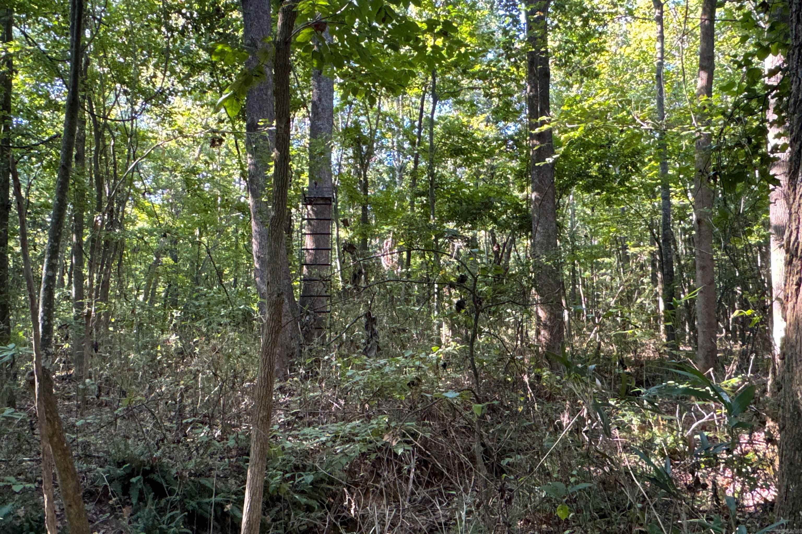 Clay County Rd. 408 Property Photo 15