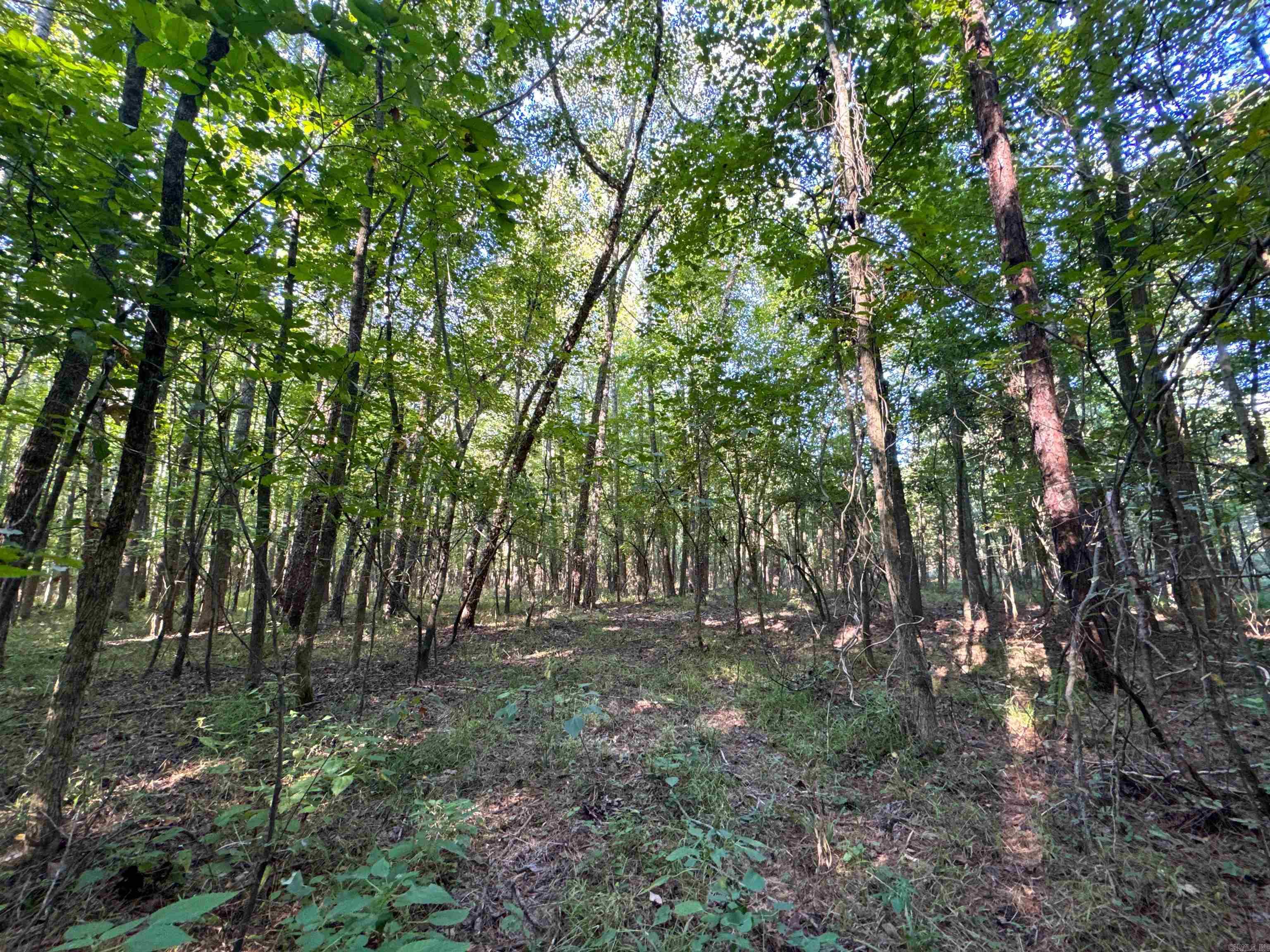 Clay County Rd. 408 Property Photo 19
