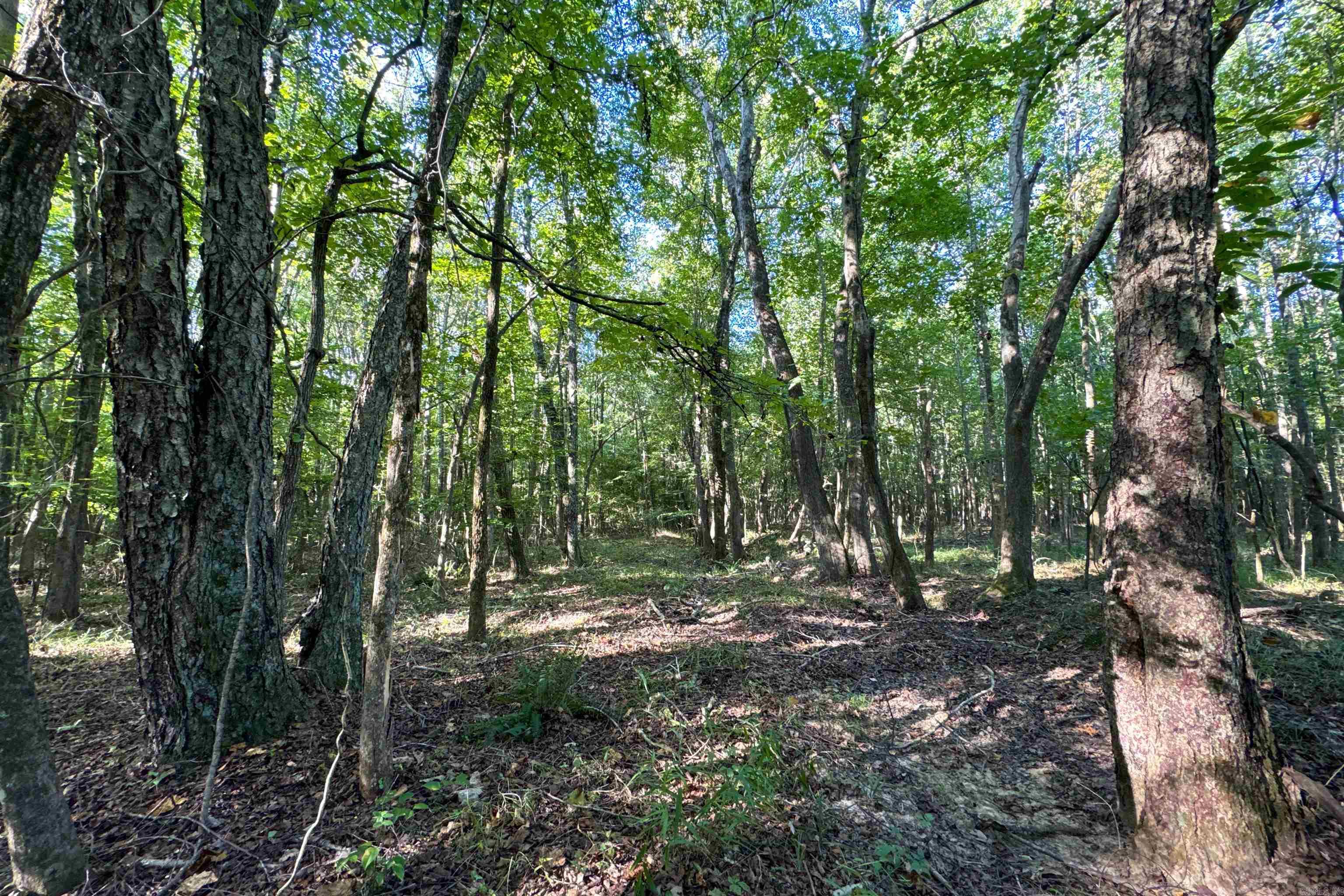 Clay County Rd. 408 Property Photo 21