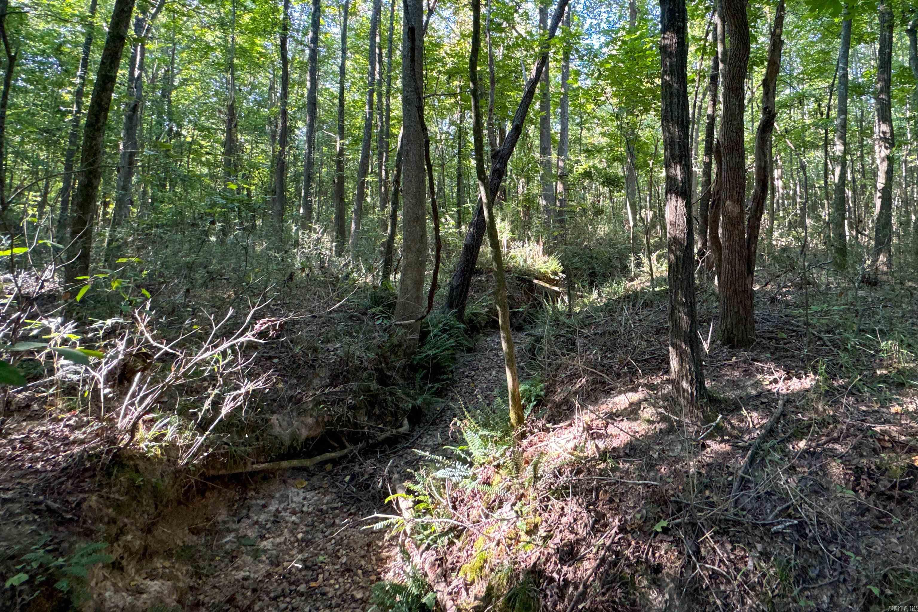 Clay County Rd. 408 Property Photo 22