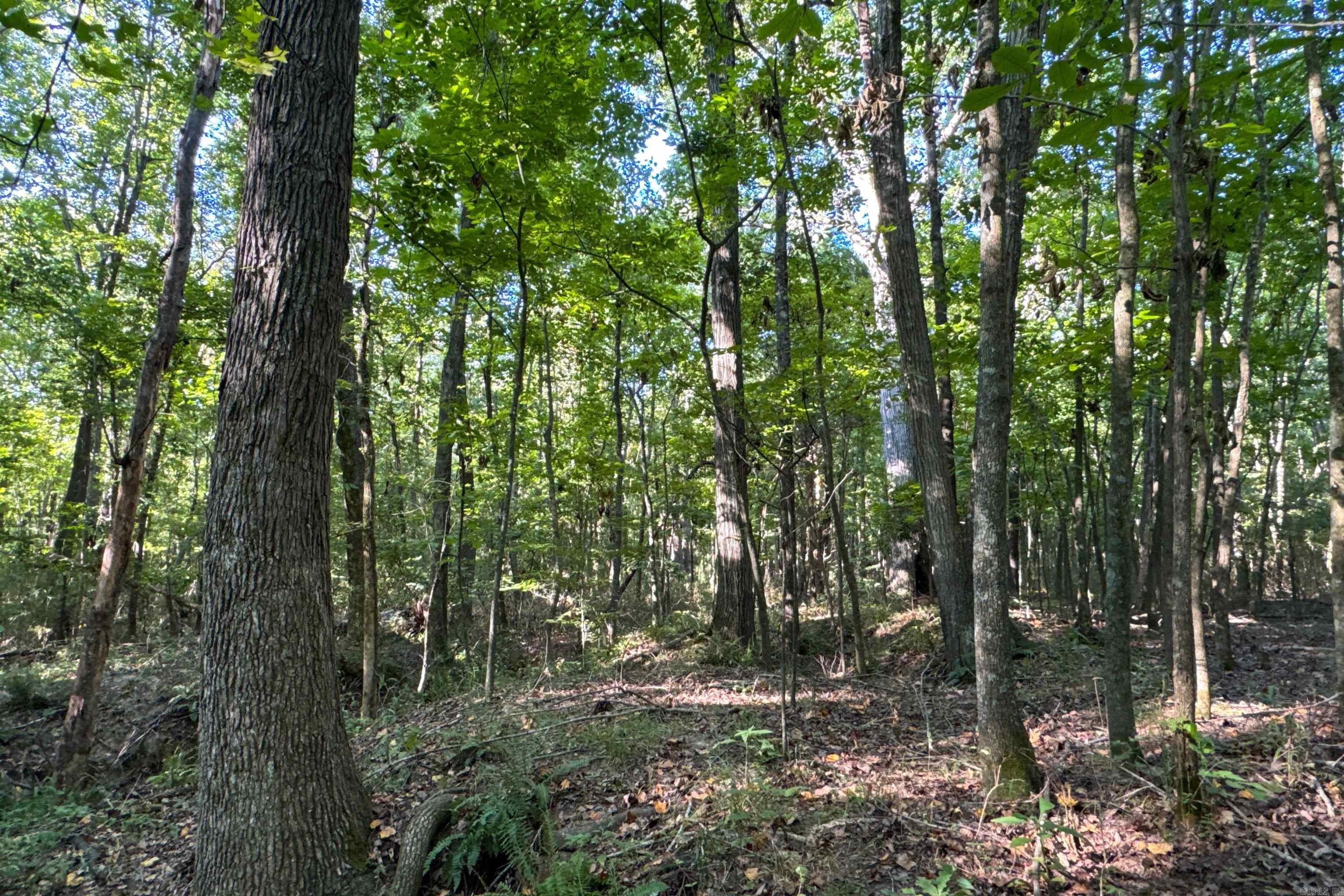 Clay County Rd. 408 Property Photo 23