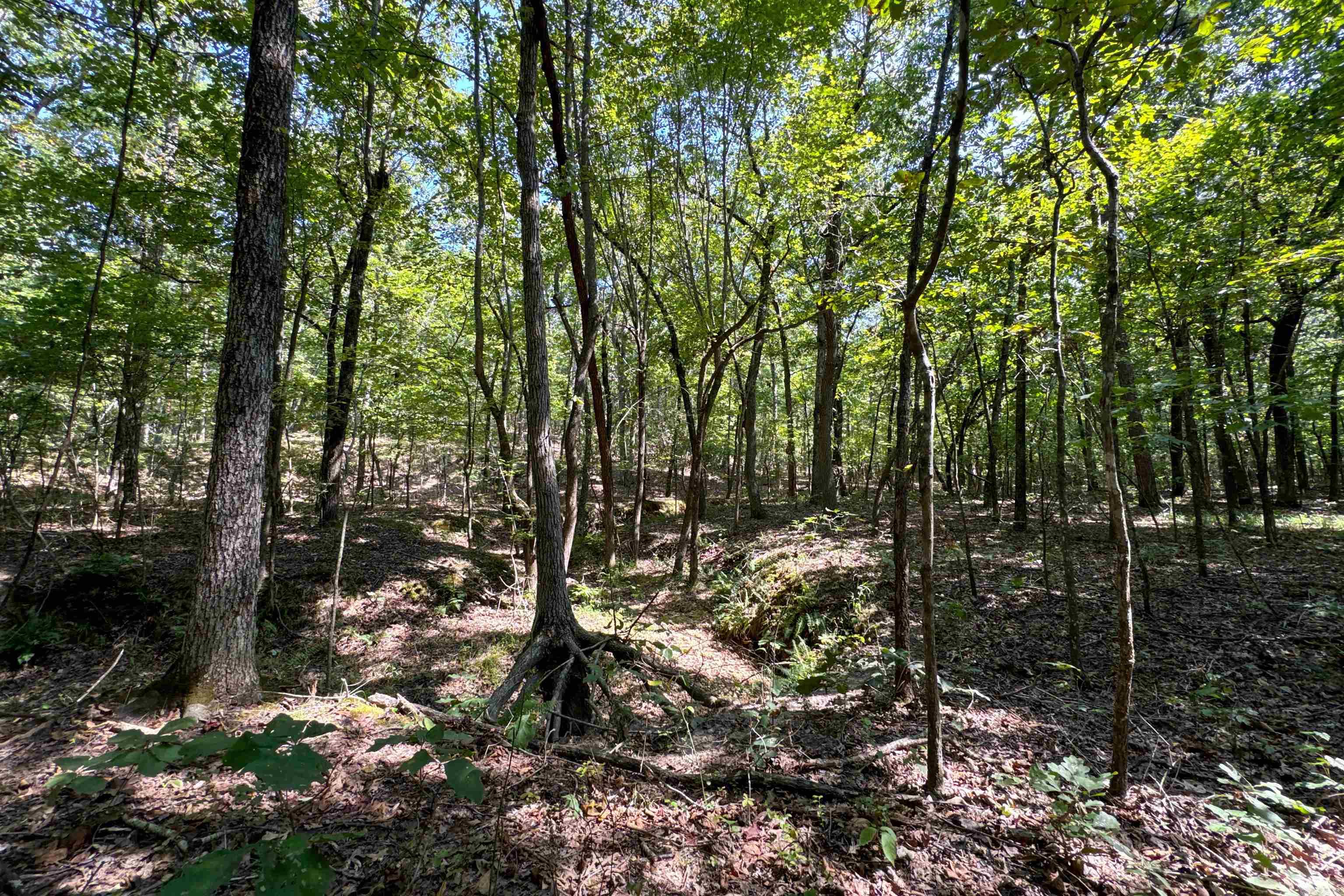 Clay County Rd. 408 Property Photo 41