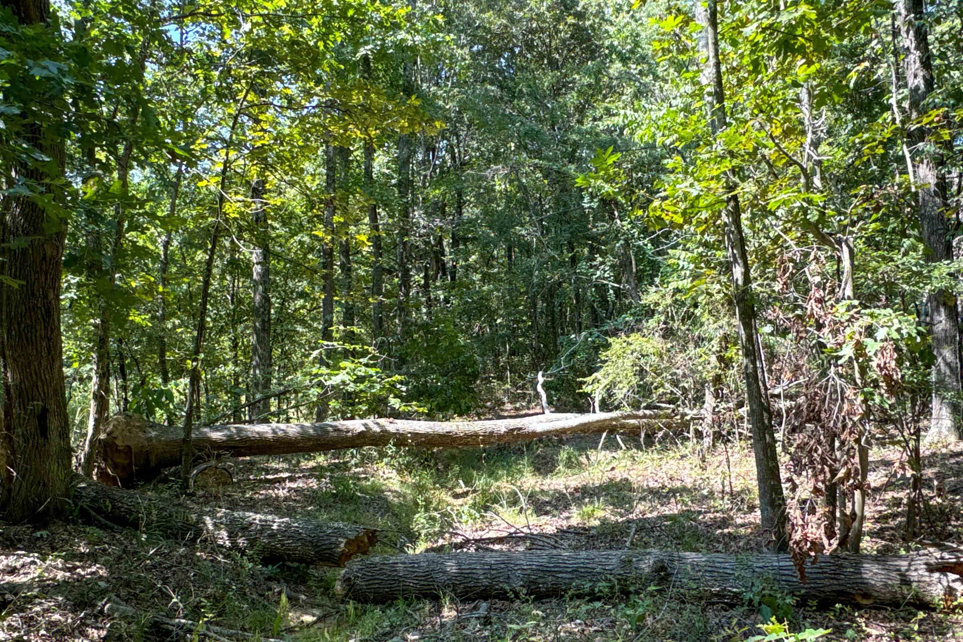 Clay County Rd. 408 Property Photo 45