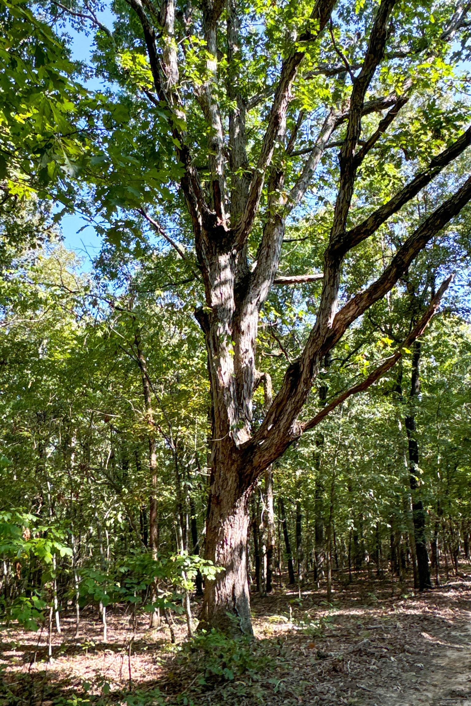 Clay County Rd. 408 Property Photo 46