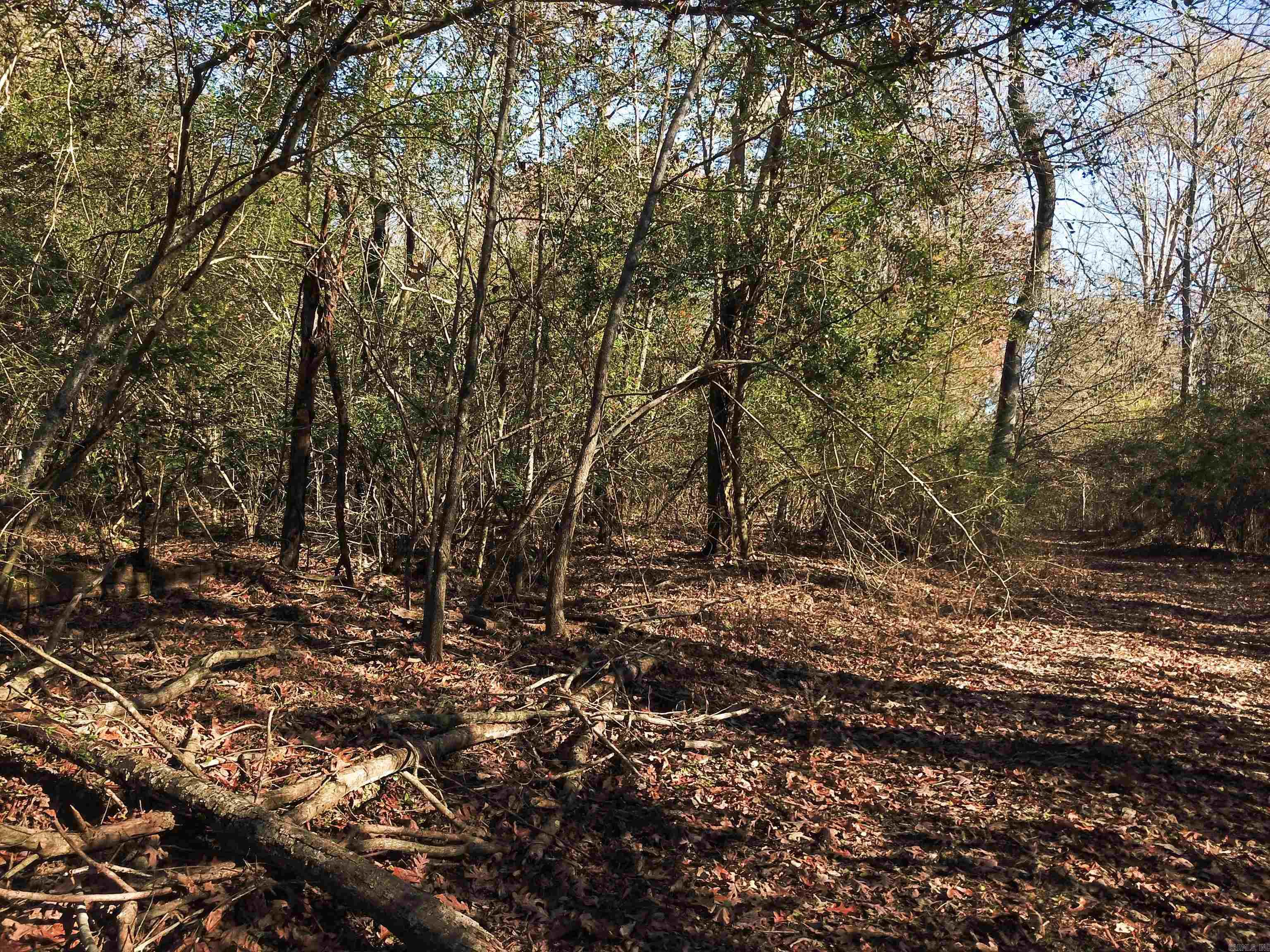 White Oak Slough Road Property Photo 3