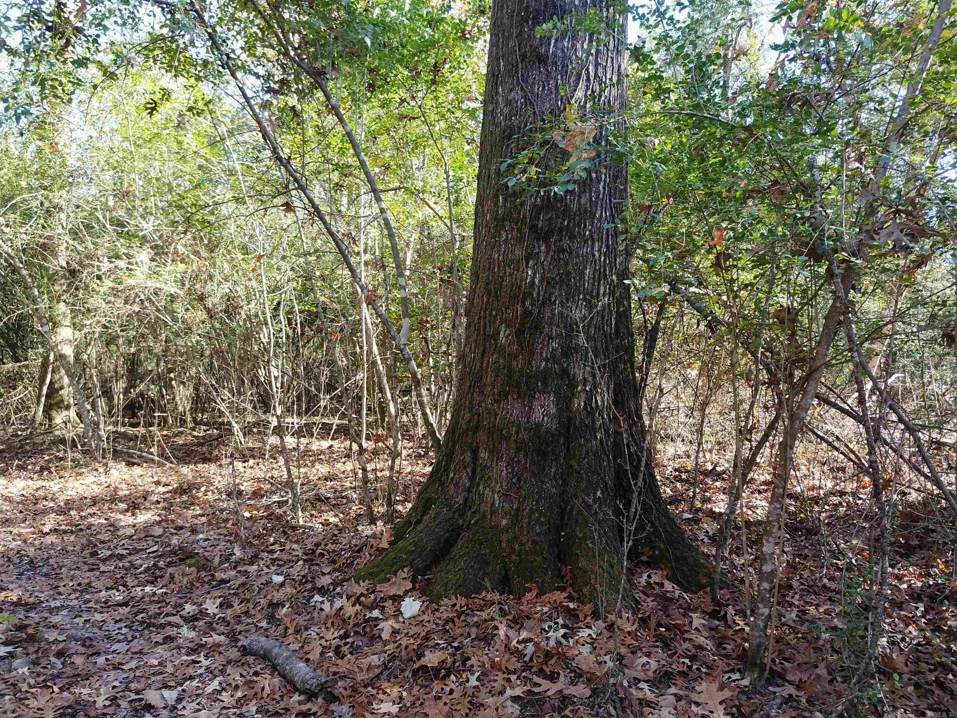 White Oak Slough Road Property Photo 6