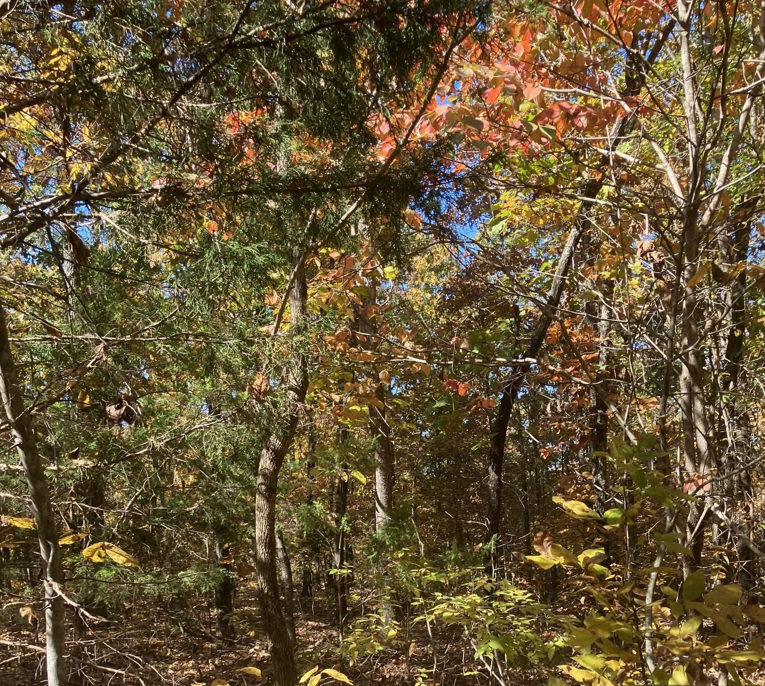 TBD Pinecrest Road Property Photo 1