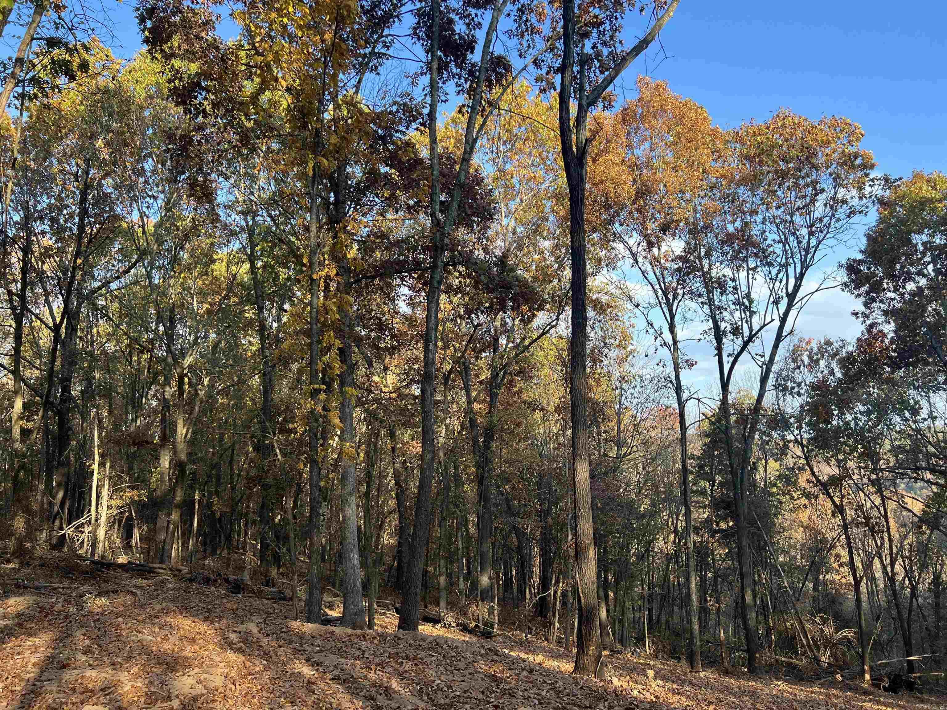 17.03 Ac Jackson Ridge Property Photo 5