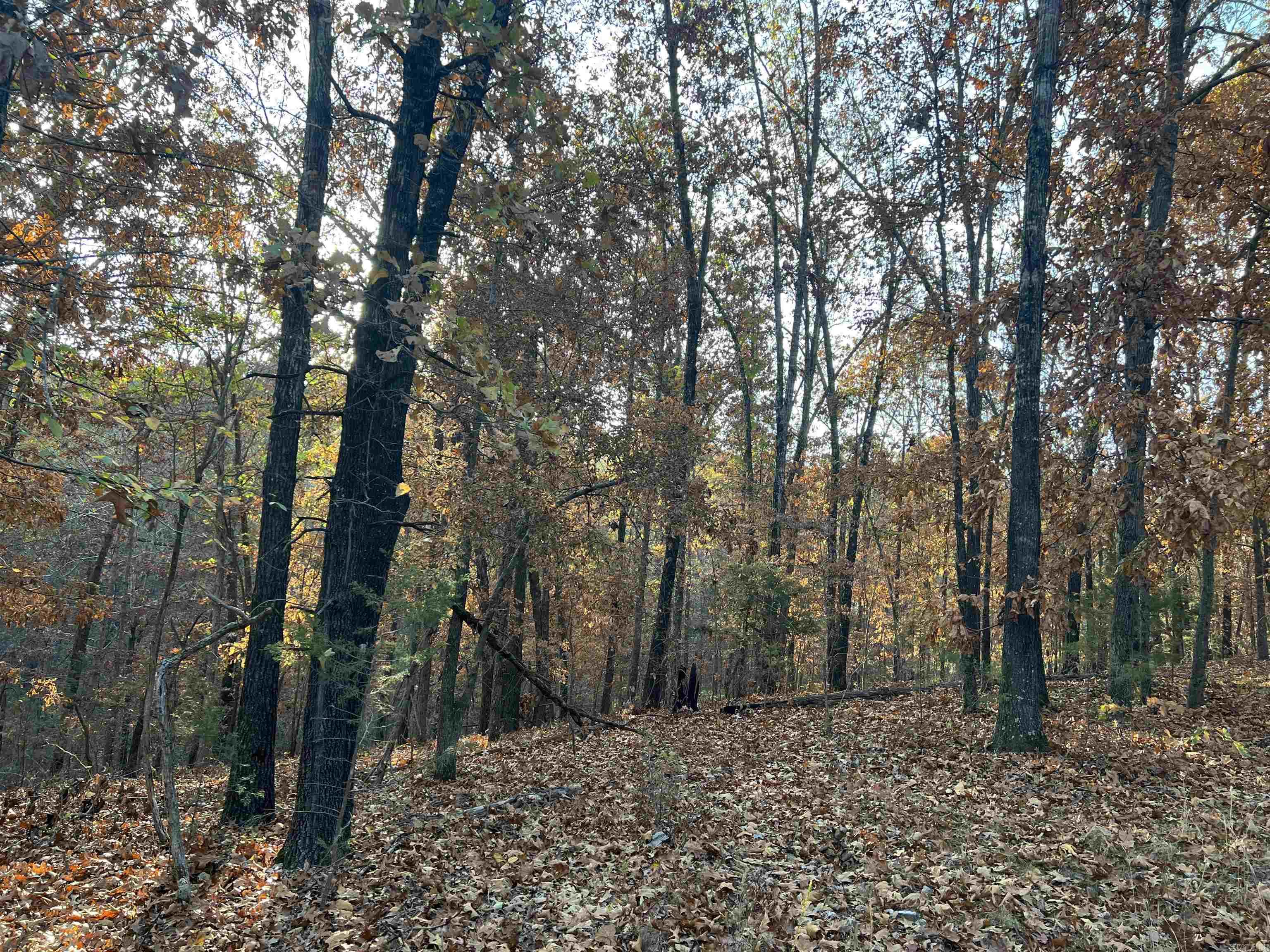 17.03 Ac Jackson Ridge Property Photo 13