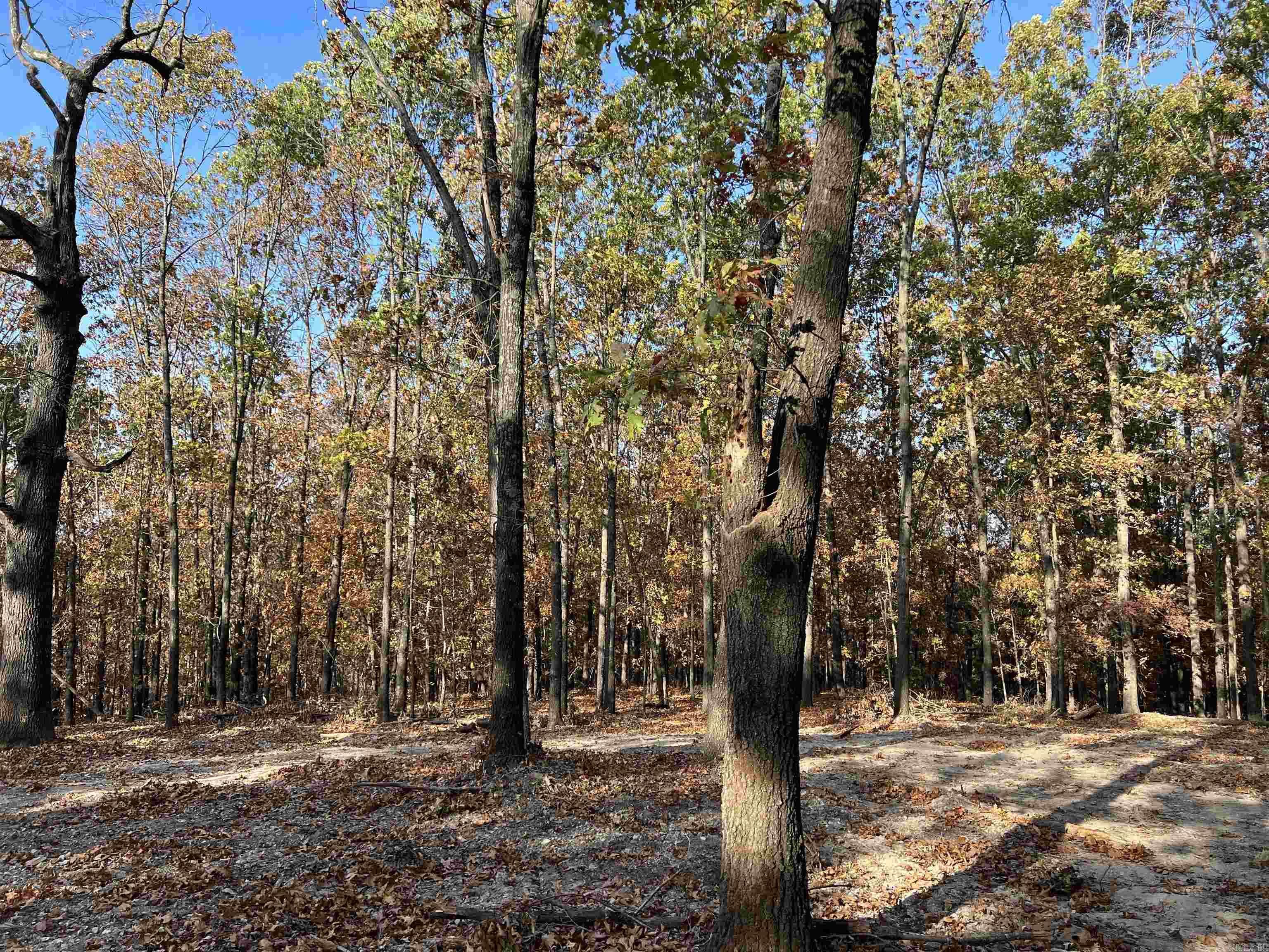 16.55 Ac Jackson Ridge Property Photo 4