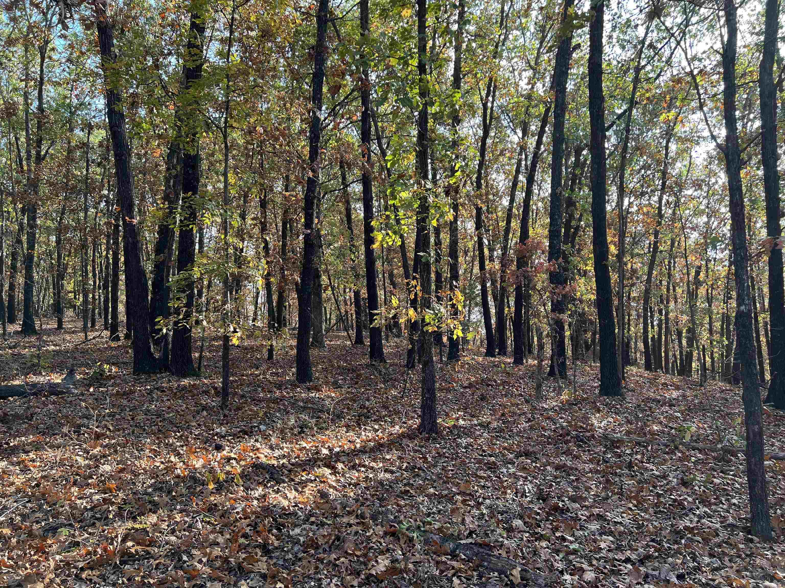 16.55 Ac Jackson Ridge Property Photo 6
