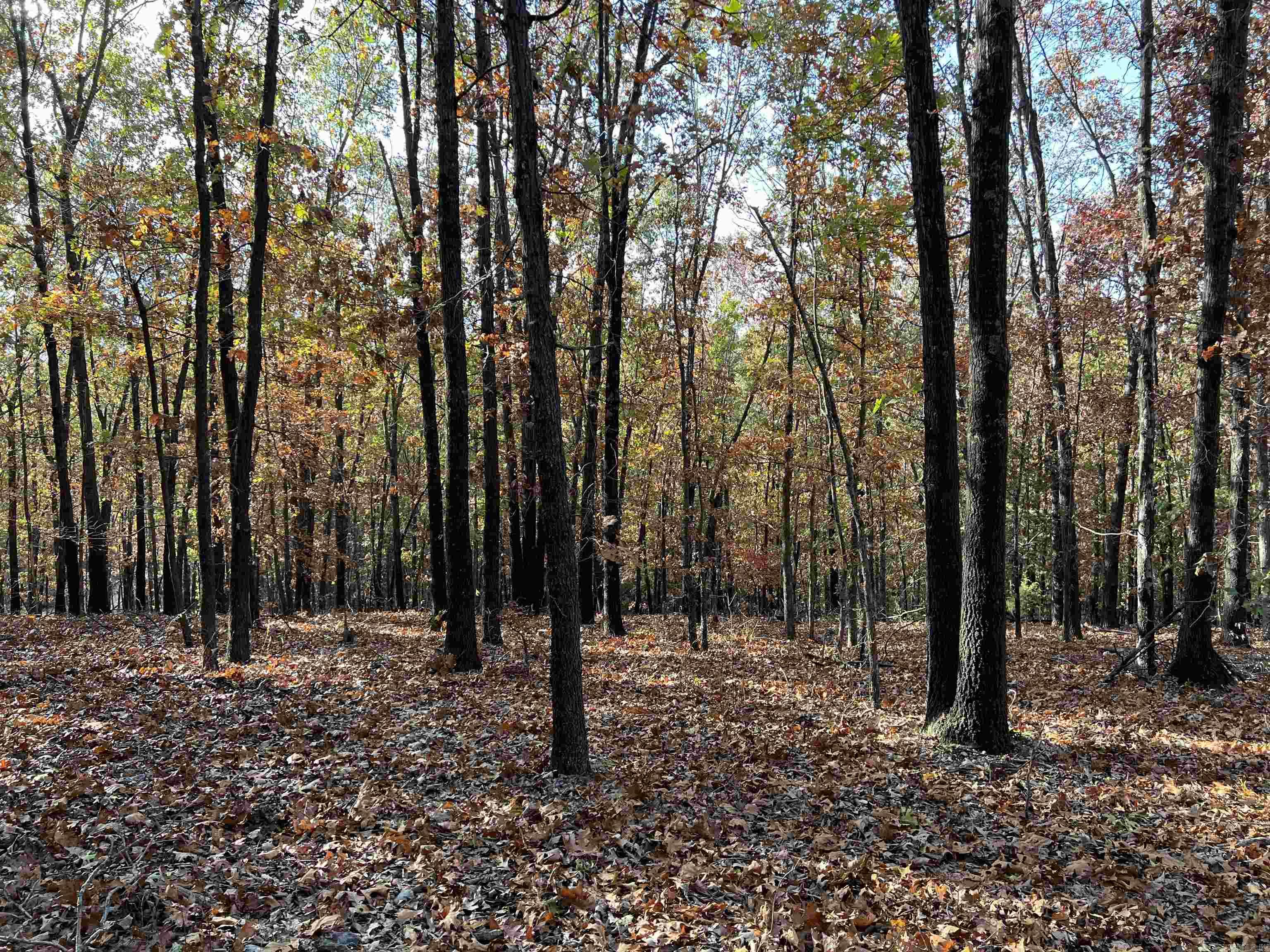 16.55 Ac Jackson Ridge Property Photo 7