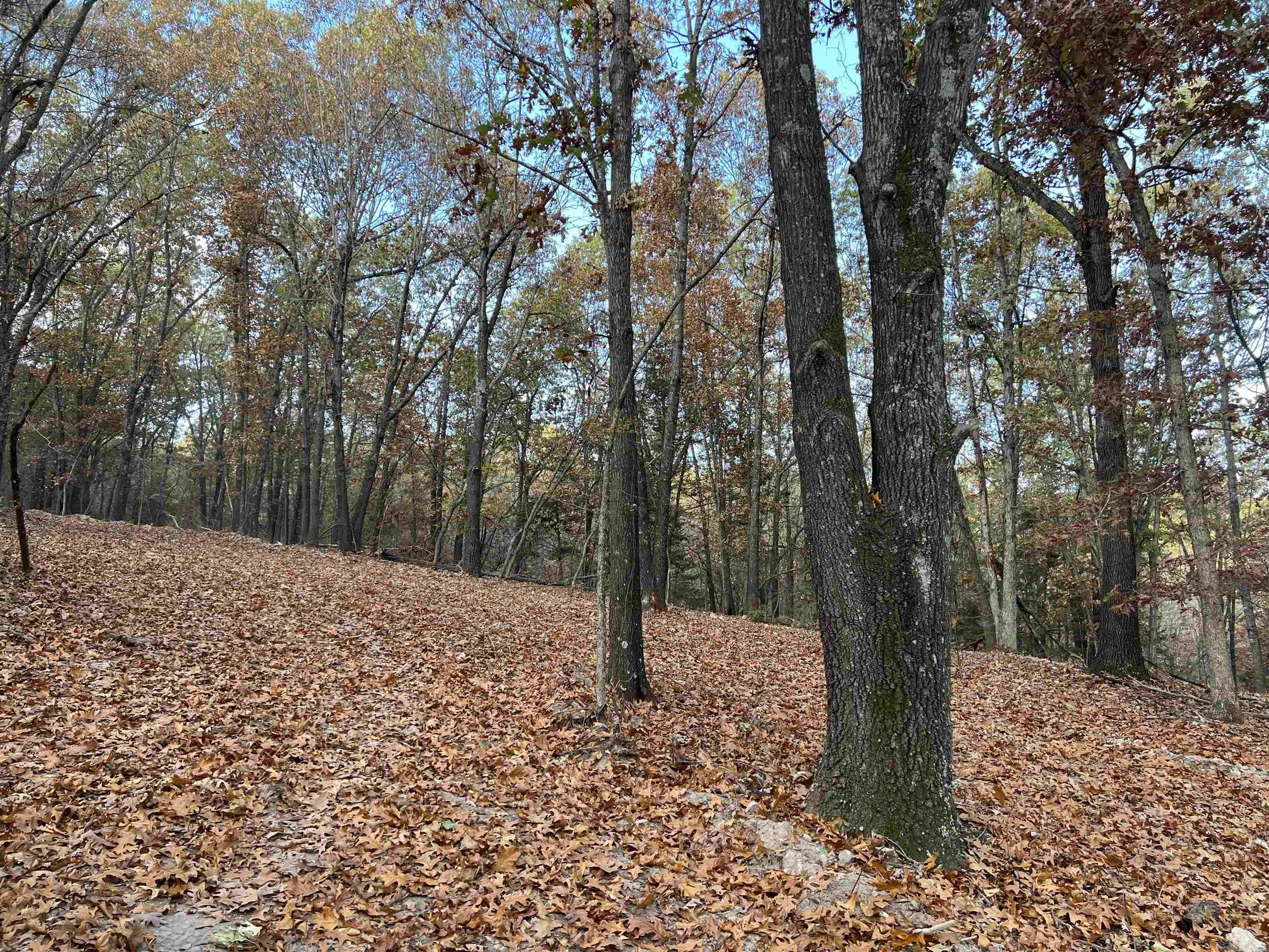 16.33 Ac Jackson Ridge Property Photo 7