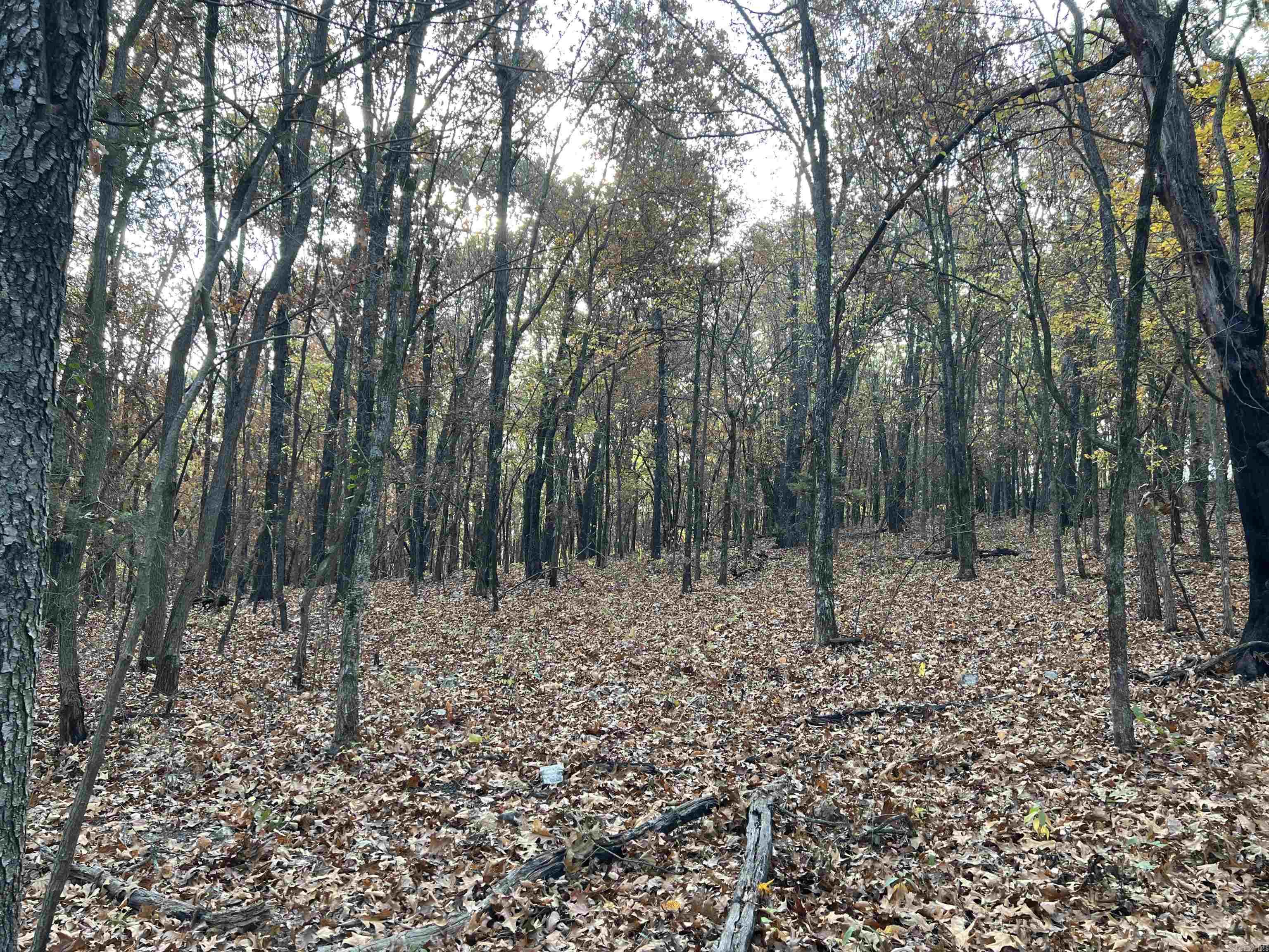16.33 Ac Jackson Ridge Property Photo 12
