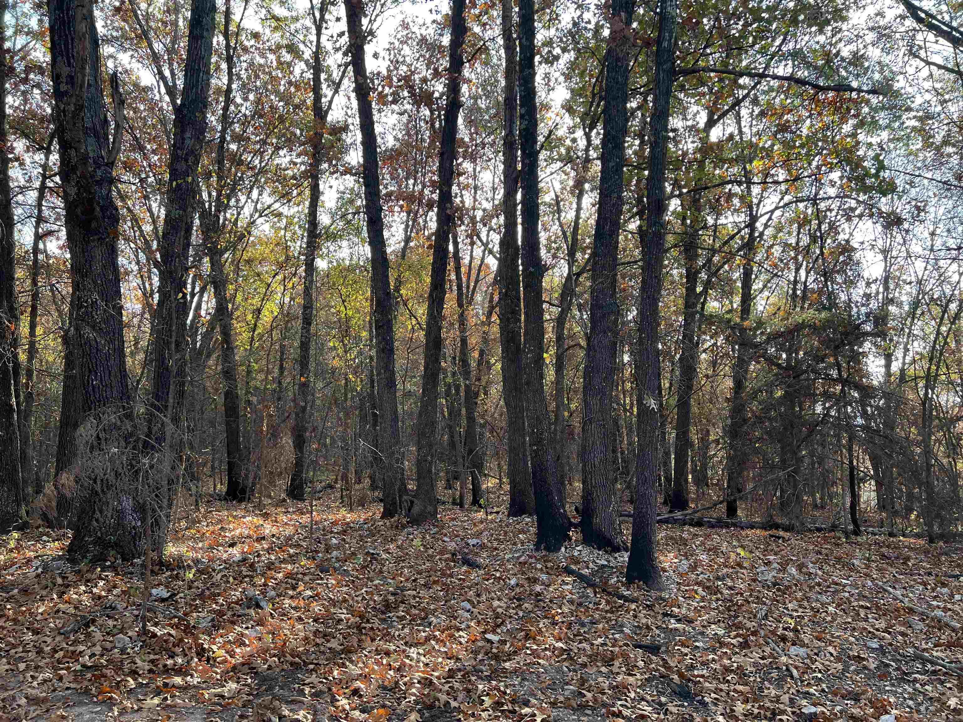 10.51 Ac Jackson Ridge Property Photo 3